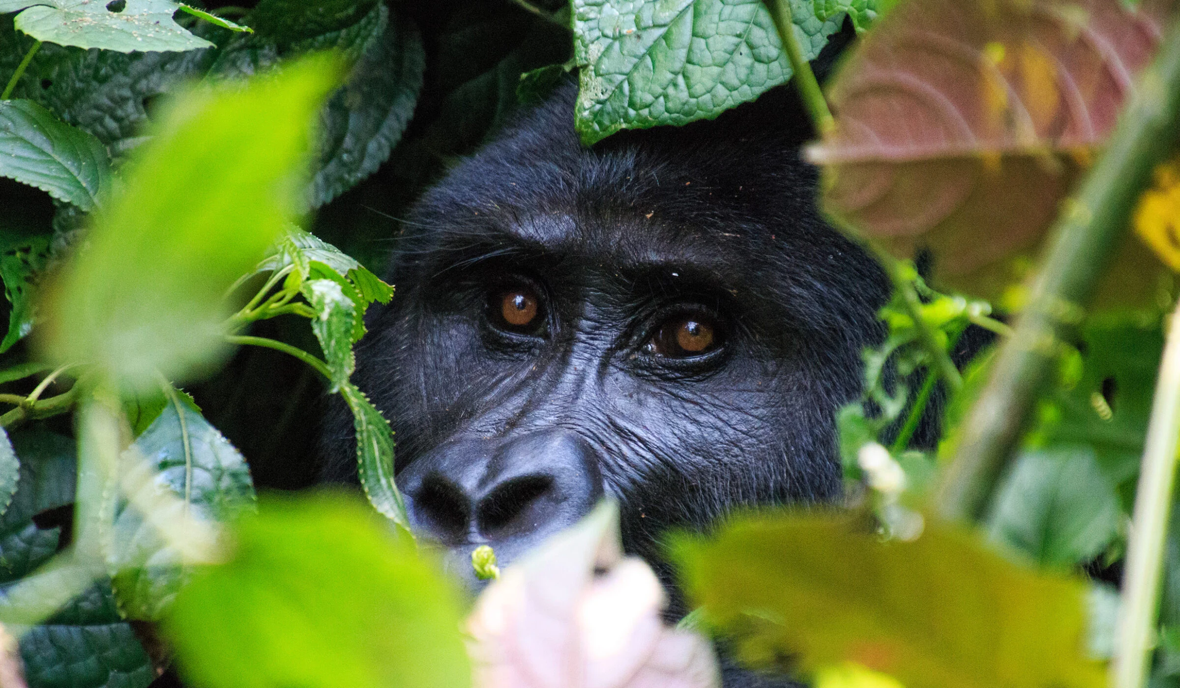 Mountain gorilla peering through green leaves