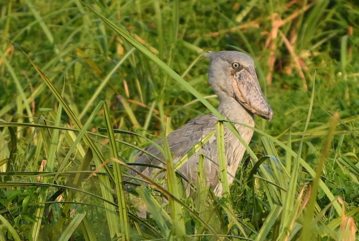 A shoebill standing half hidden among tall green reeds in Akagera