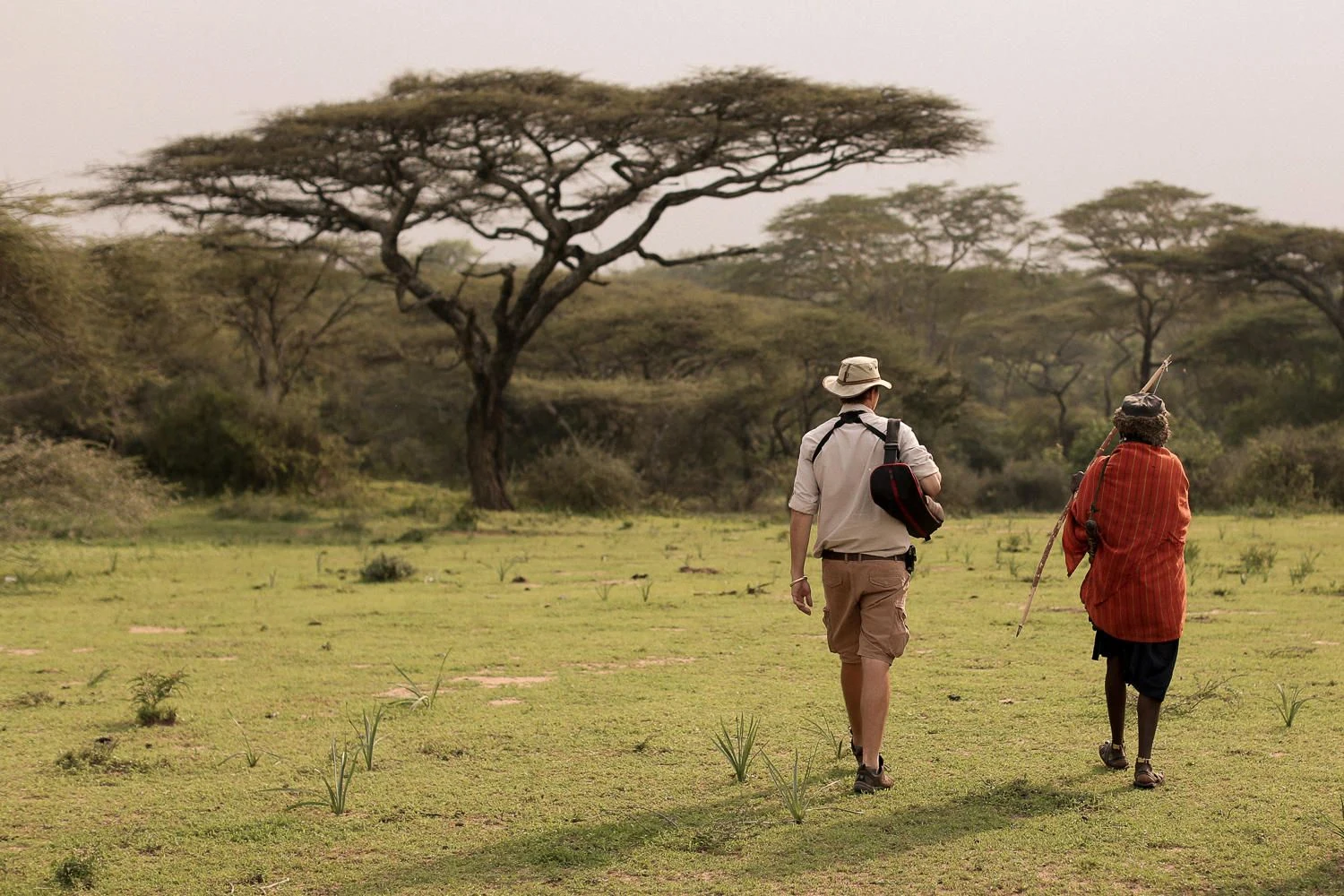 A guide and guest walking through acacia grassland in the southern Serengeti