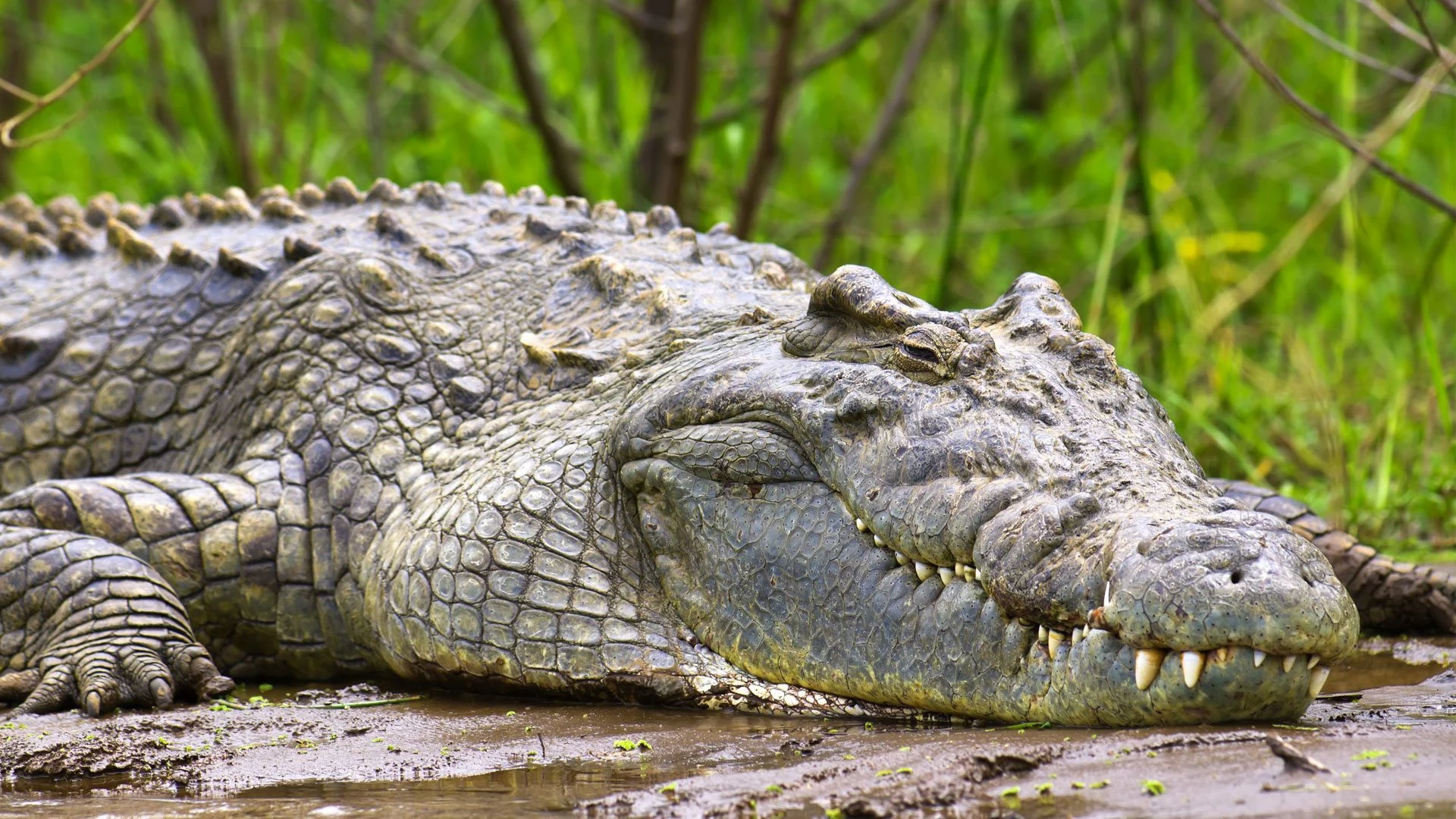 Nile crocodile resting on a muddy riverbank, head in sharp detail
