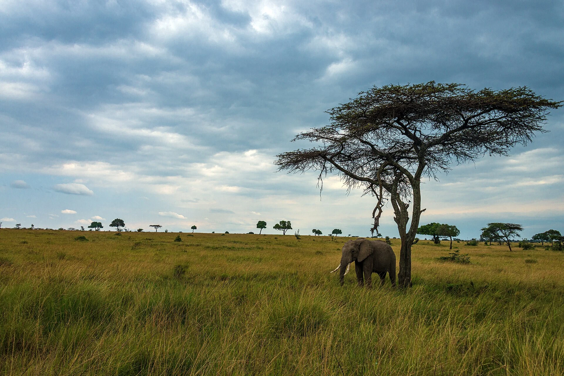 An elephant beneath an acacia in Mara North Conservancy