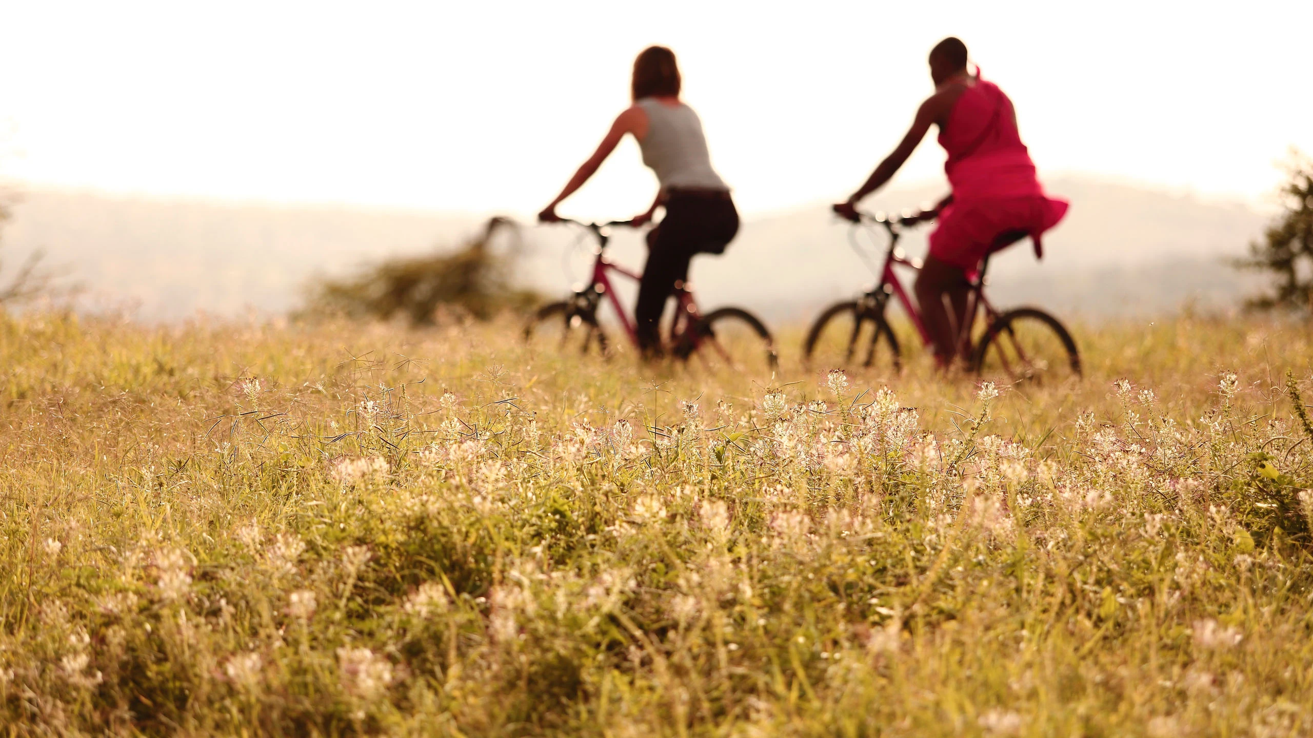 Two cyclists riding through golden grassland