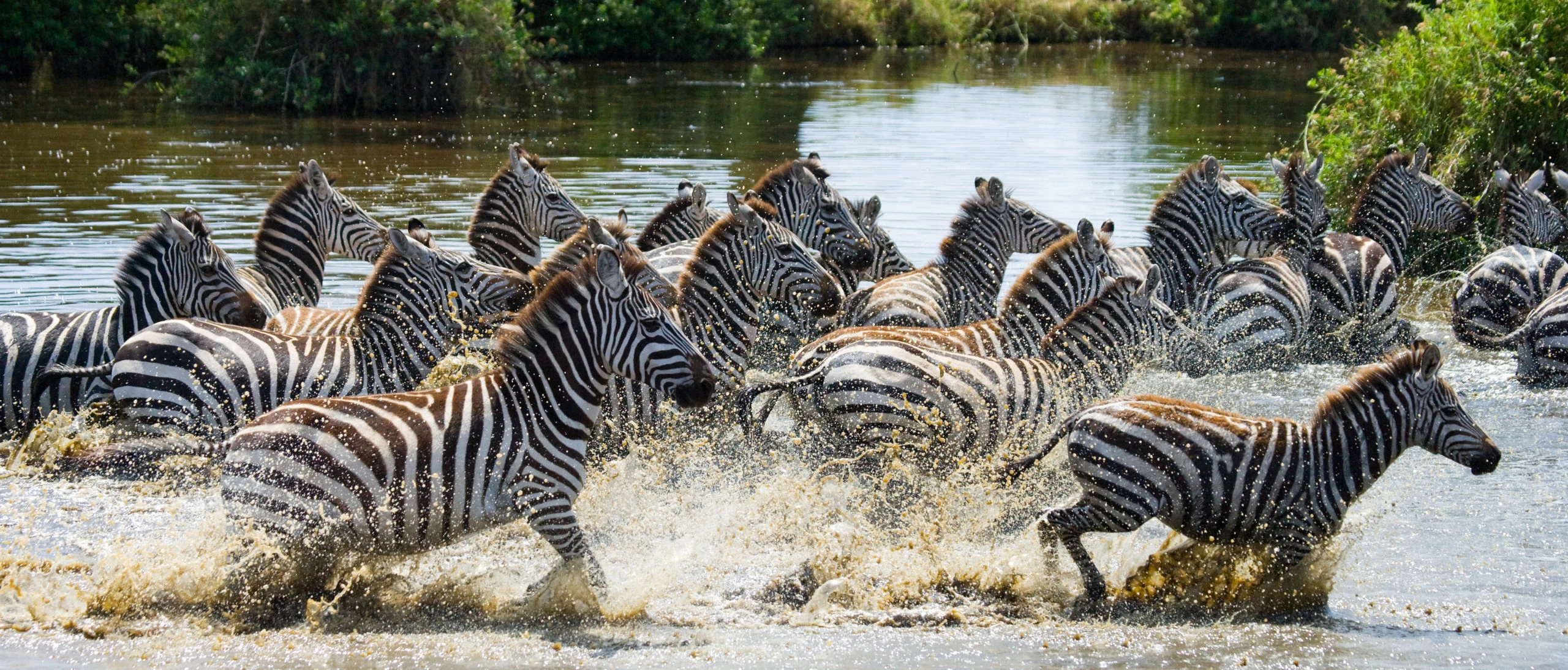 Herd of zebra splashing through shallow water, very wide crop