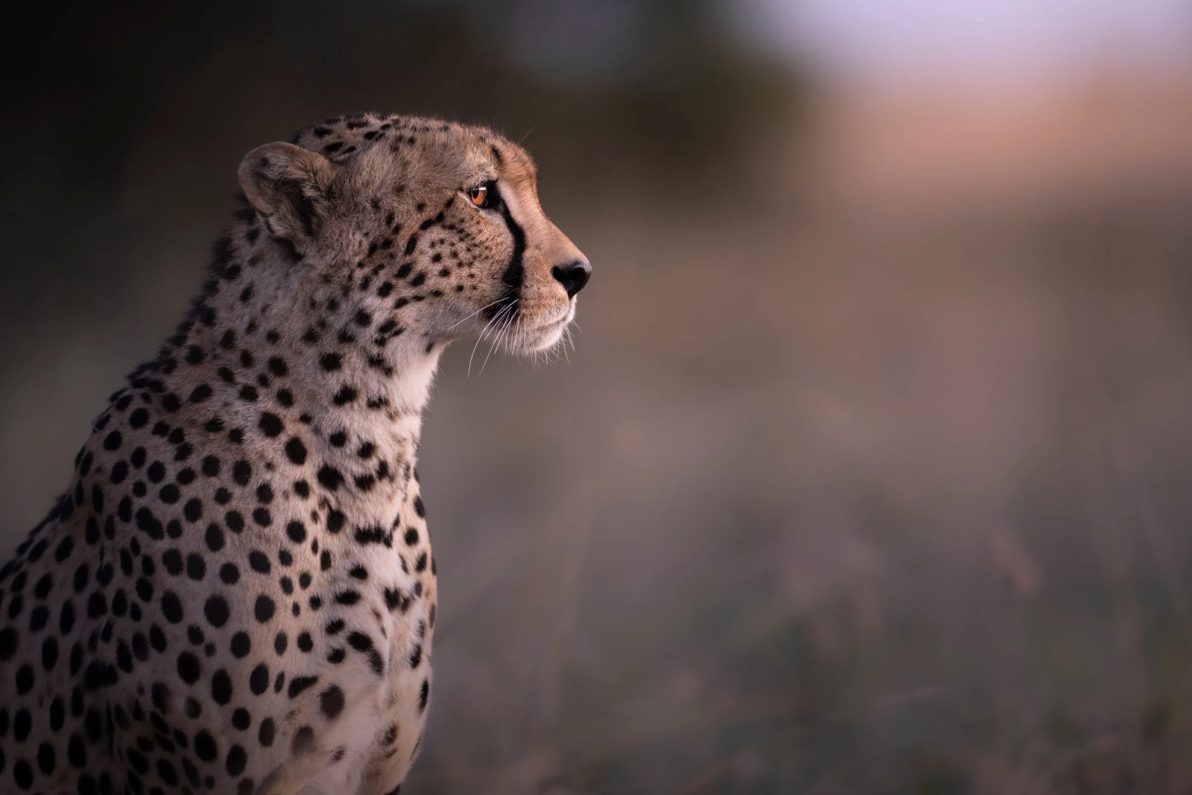 Close portrait of cheetah looking right, soft blurred background