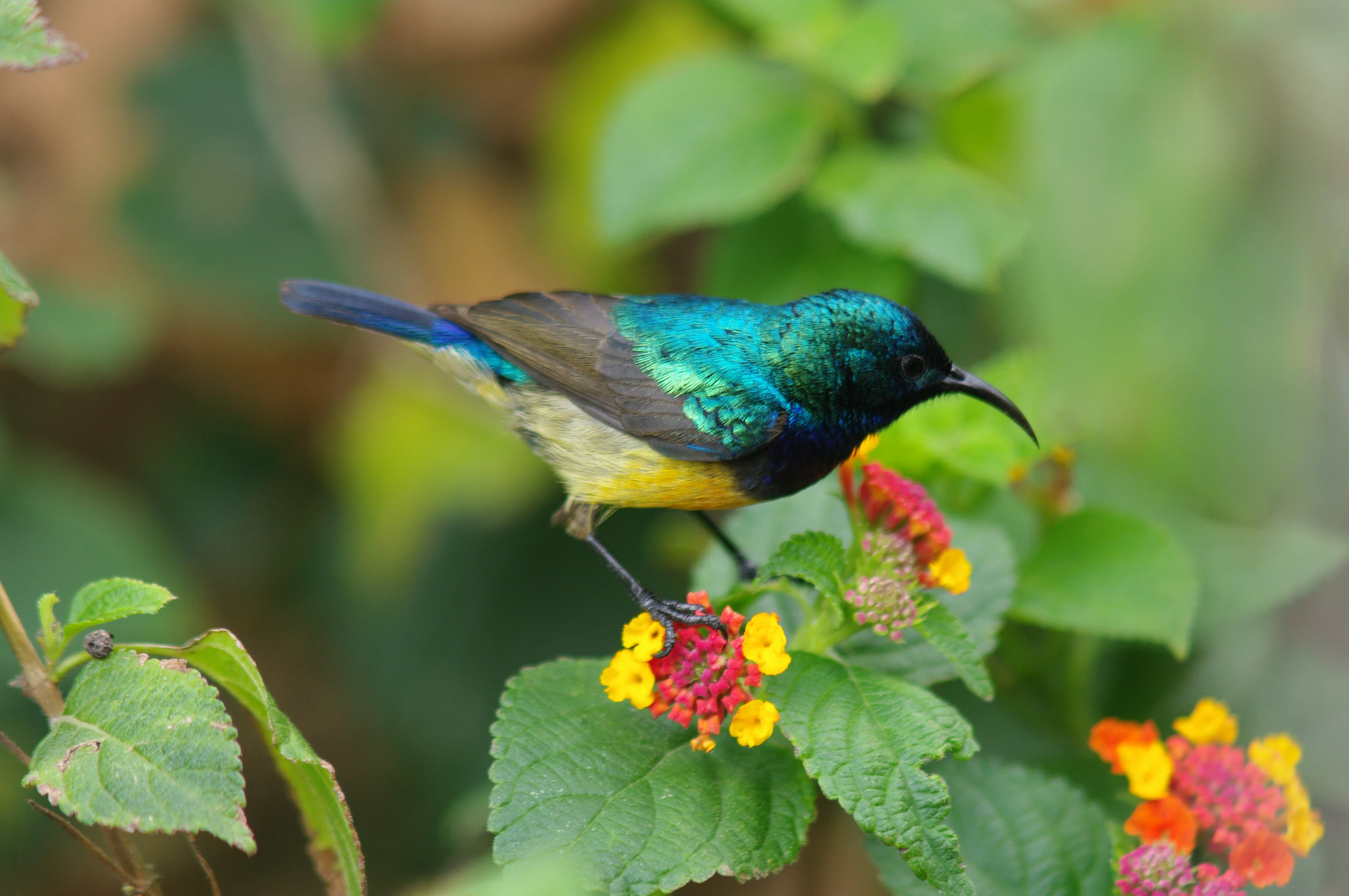 A variable sunbird perched on lantana flowers in Kibale