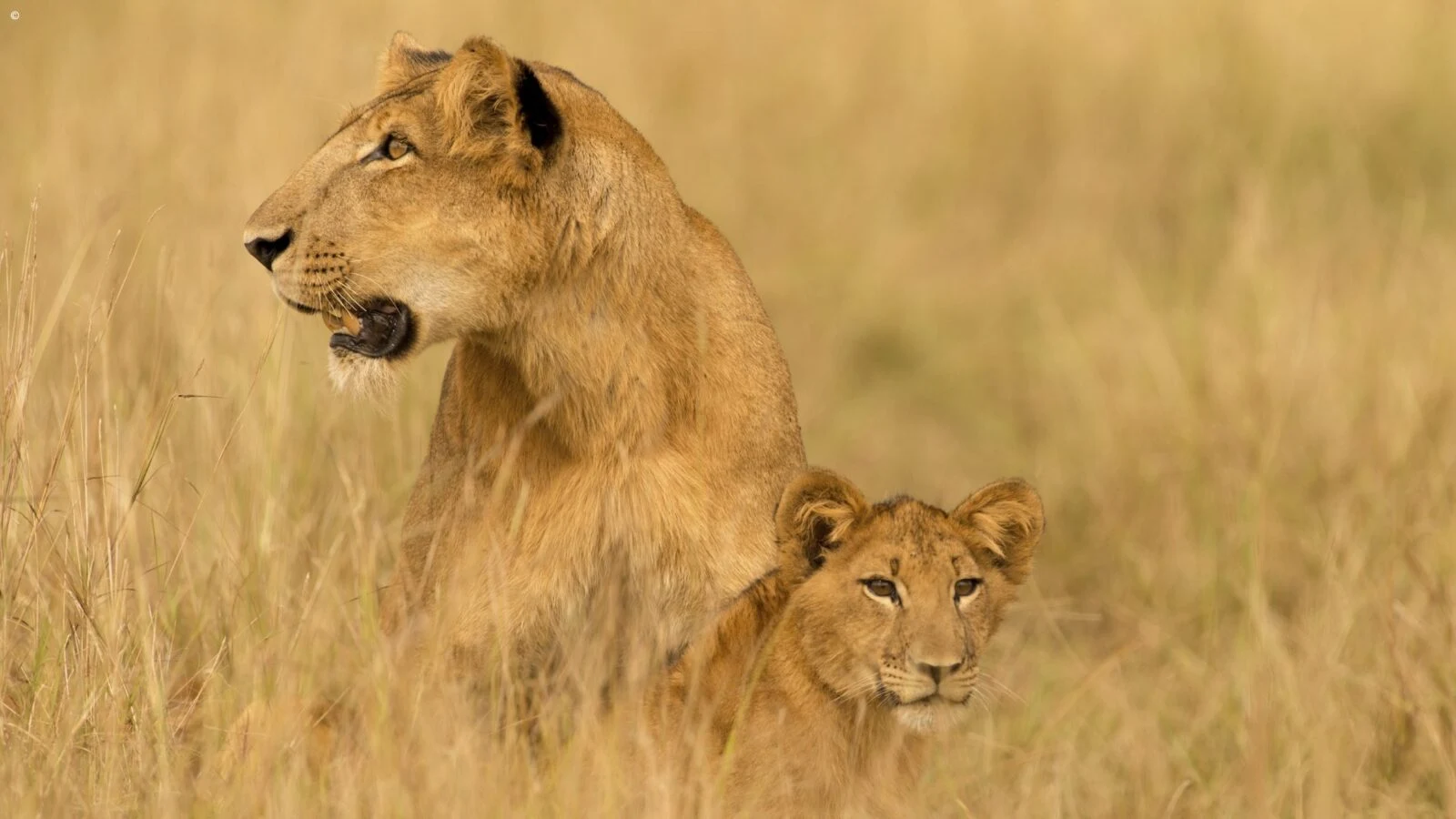Lioness and cub resting in tall golden grass, lioness looking left