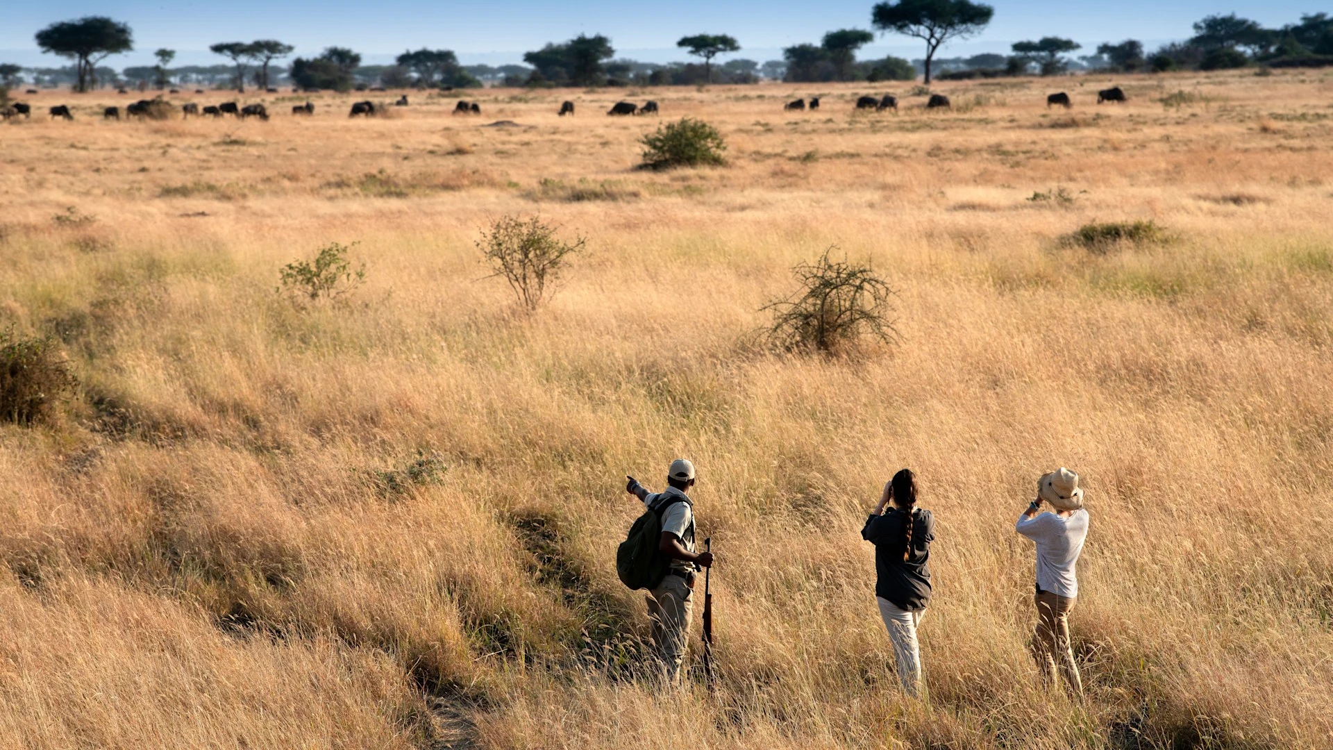 Guided walkers in golden grassland near Grumeti Serengeti River Lodge