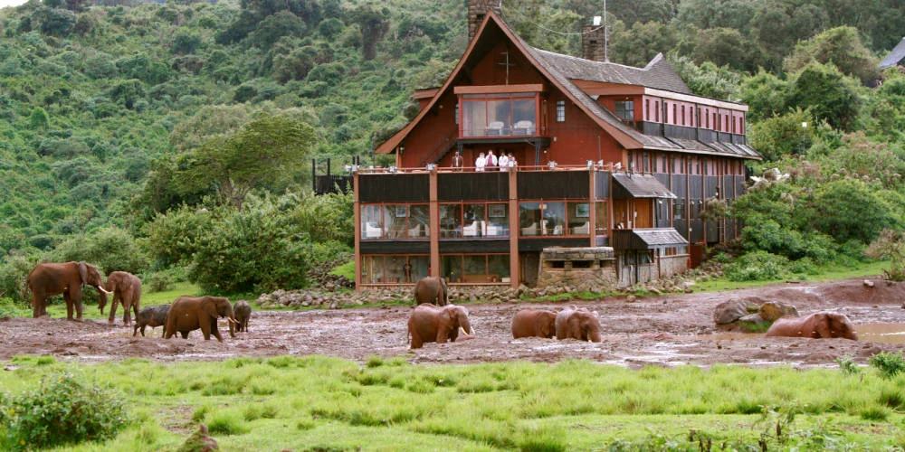 Elephants at the waterhole below The Ark tree hotel in the Aberdares