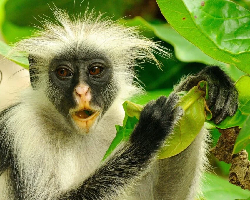 Zanzibar red colobus holding a green leaf
