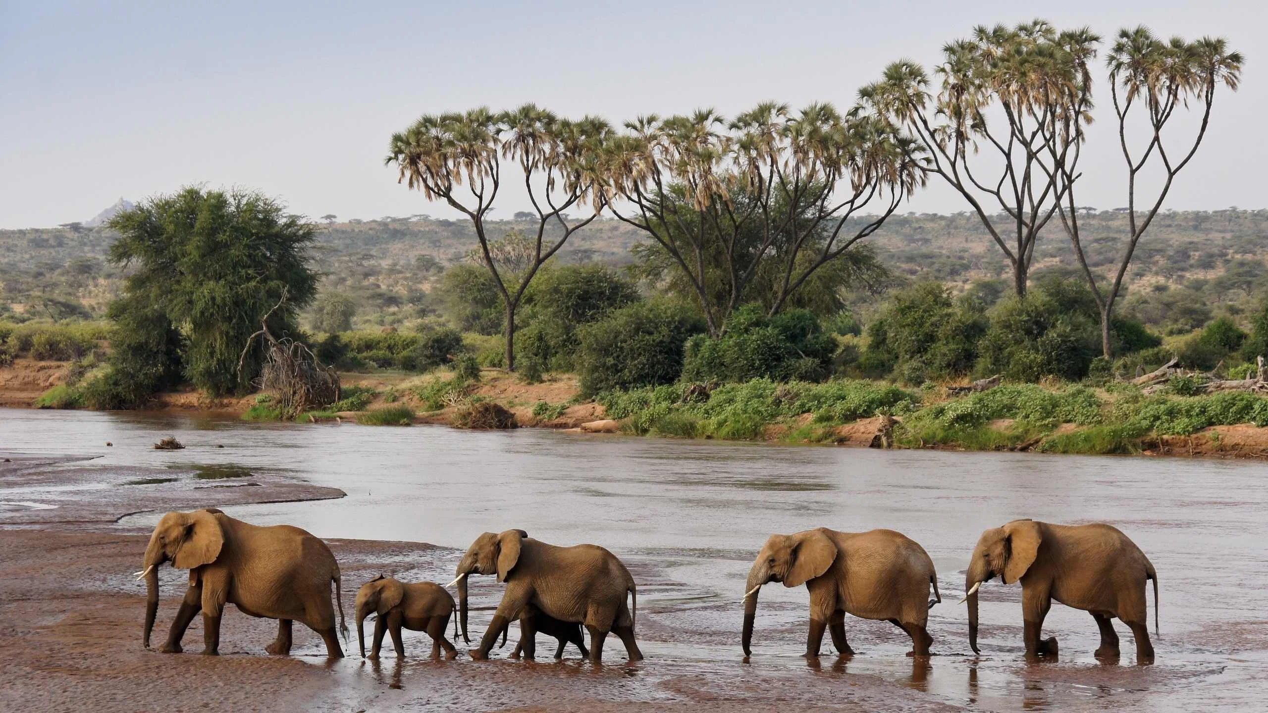Elephants and calves wading a river with doum palms behind