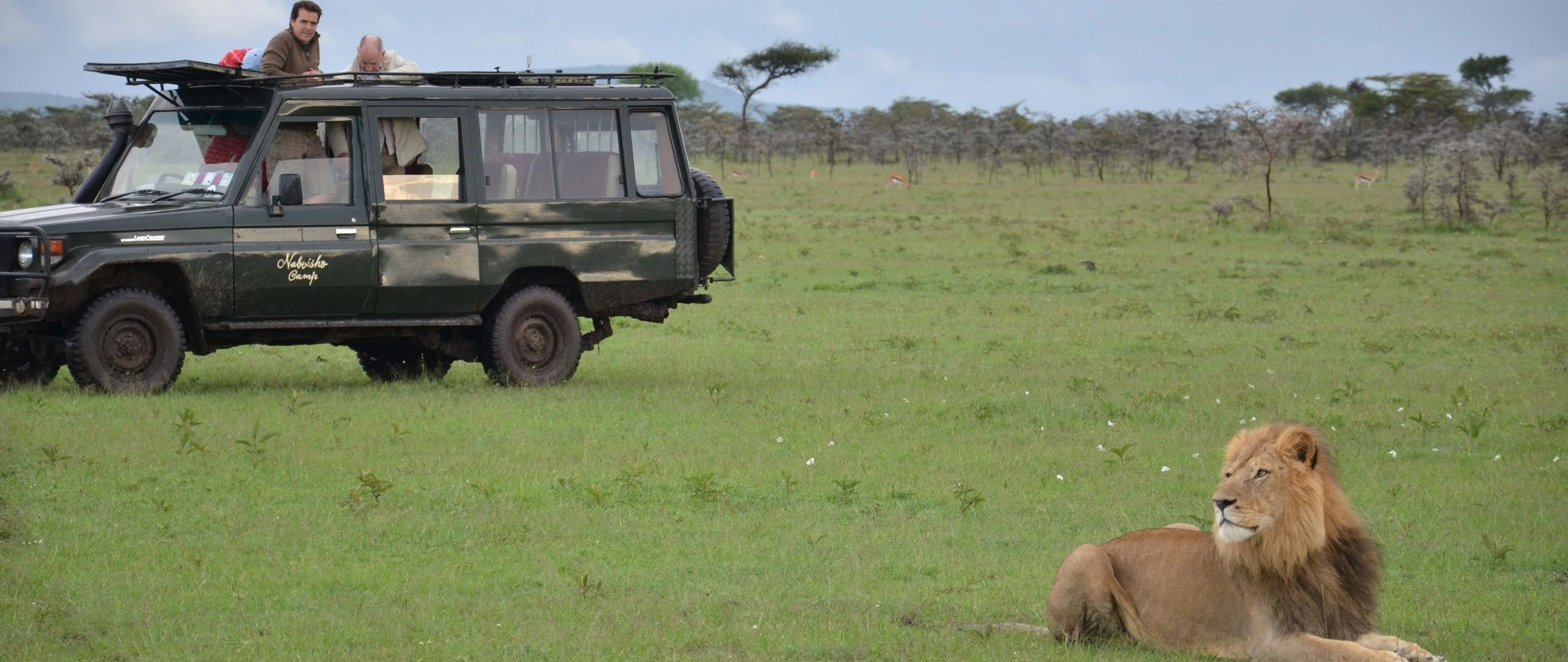 A safari vehicle stopped beside a resting lion in Naboisho