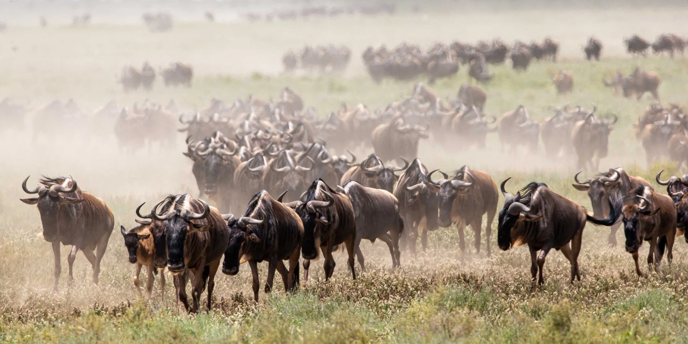 Wildebeest herd advancing through dust on green plain
