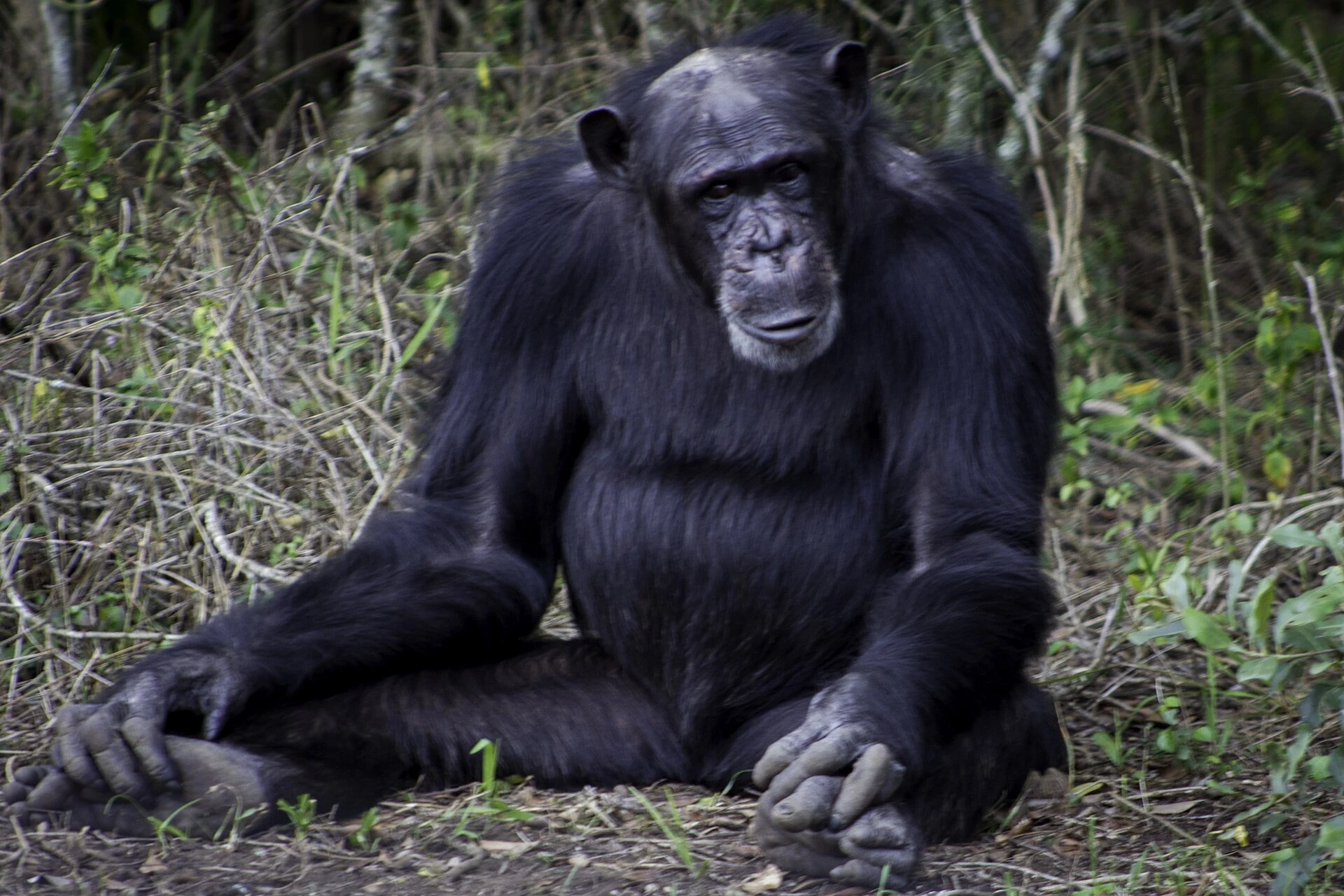 A chimpanzee resting at Ol Pejeta