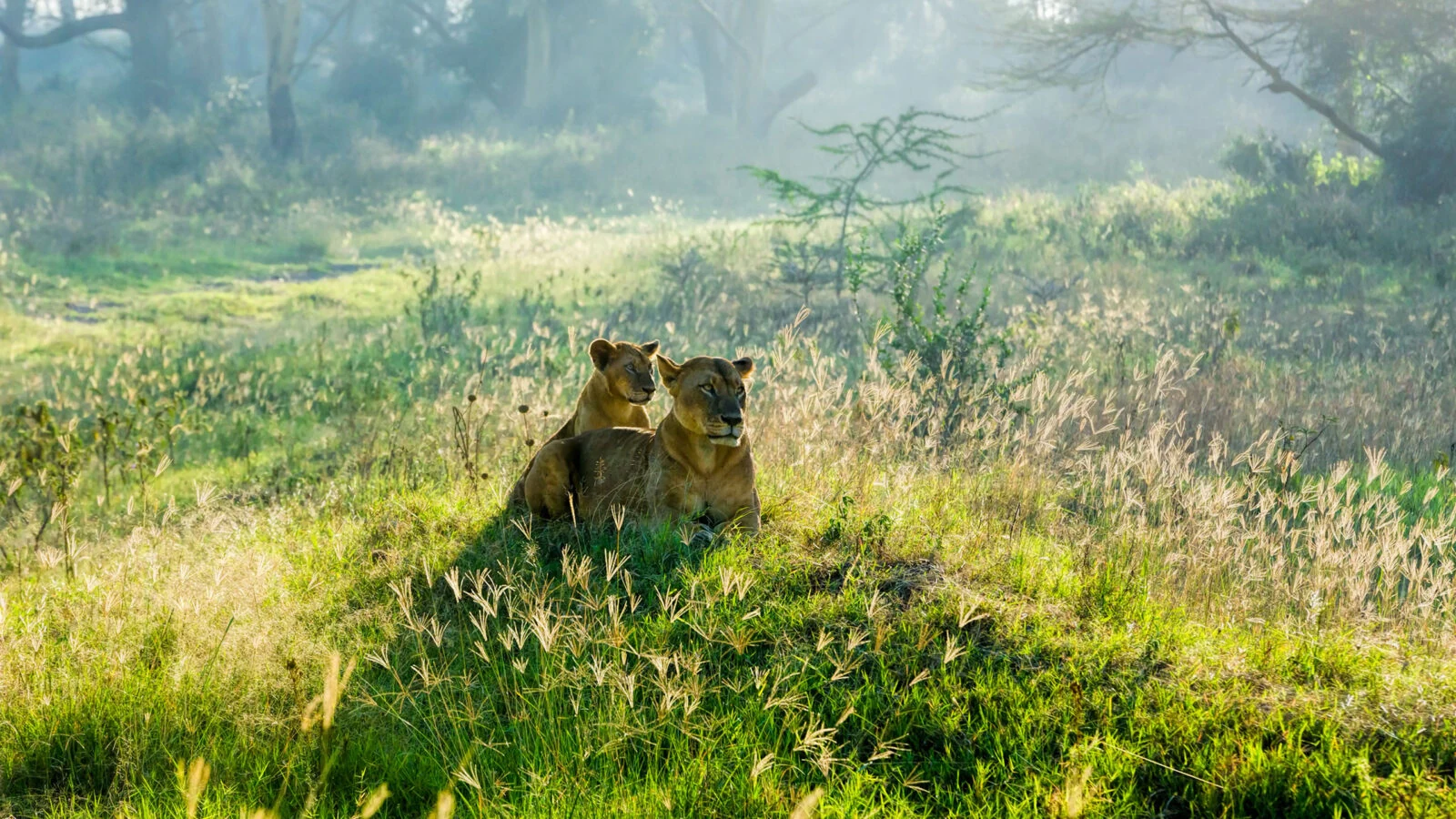 Lioness and cub lying in green grass in misty light