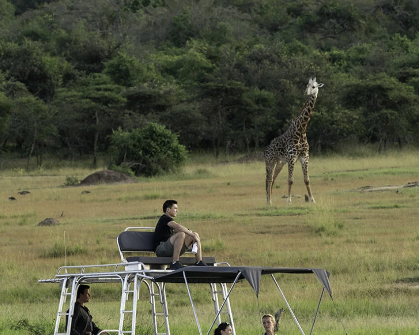 A guest on a raised safari vehicle seat watching a giraffe in Akagera grassland