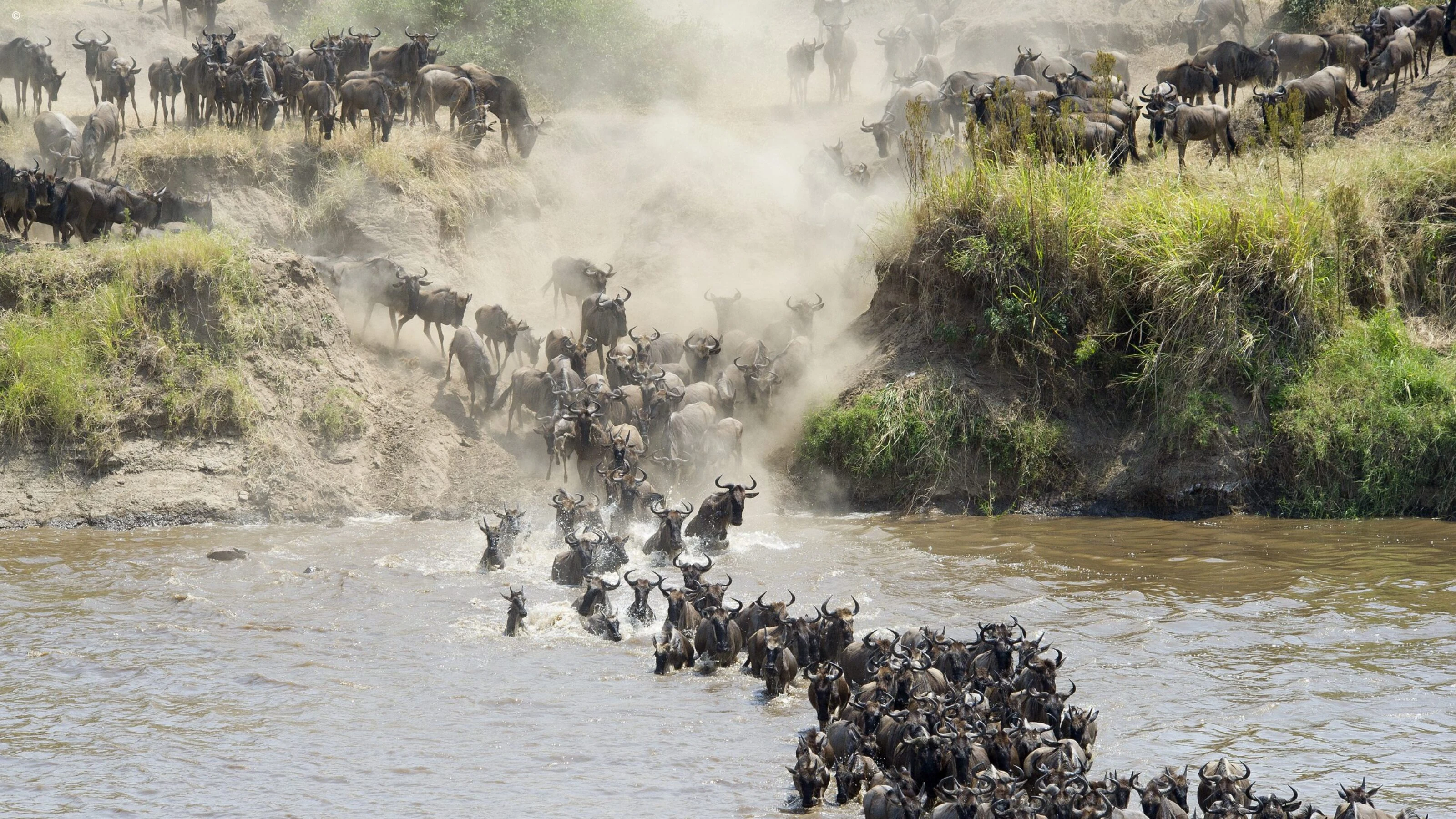 Wildebeest crossing a river in clouds of dust