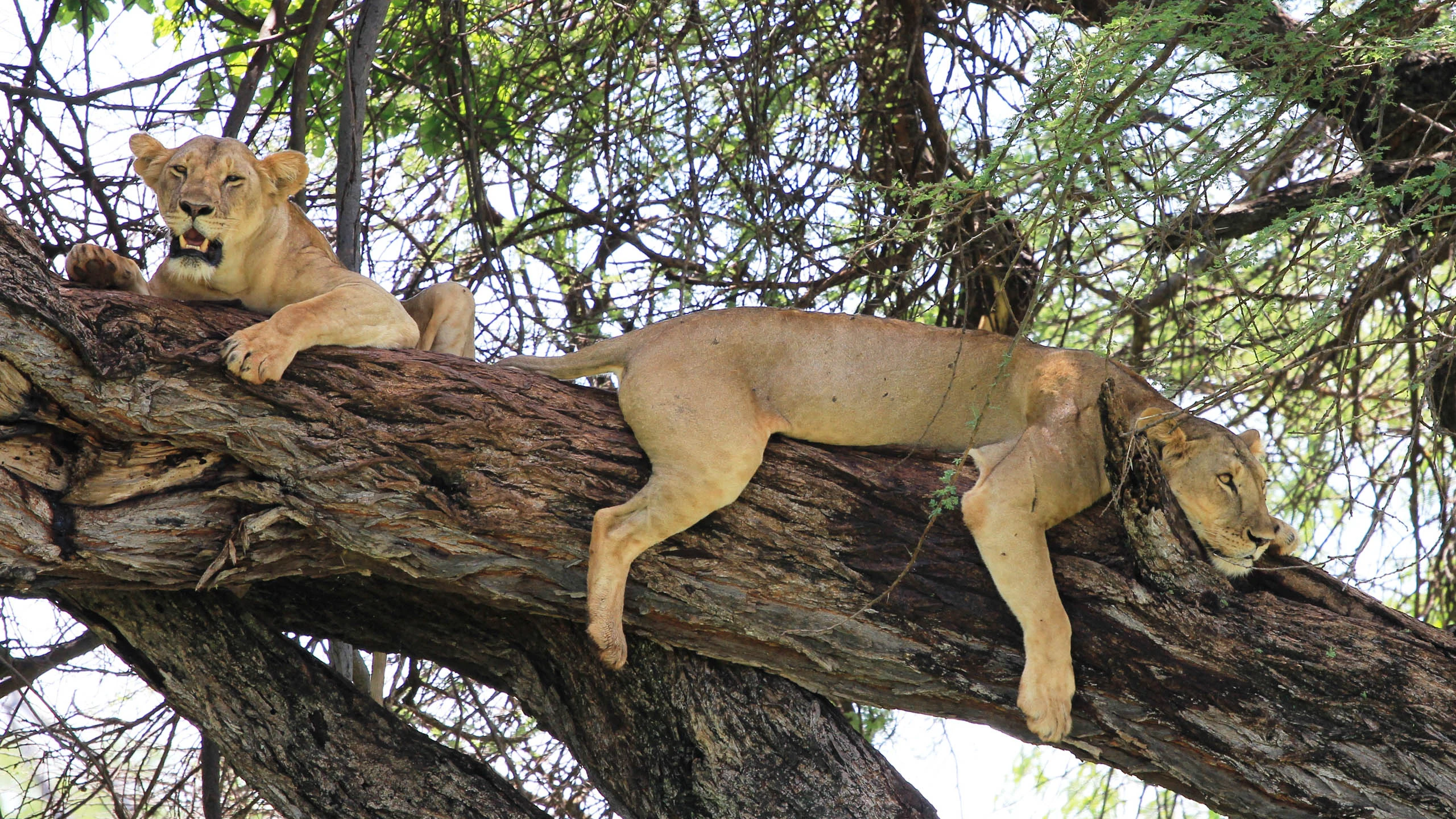 Two lionesses lying along a large tree branch
