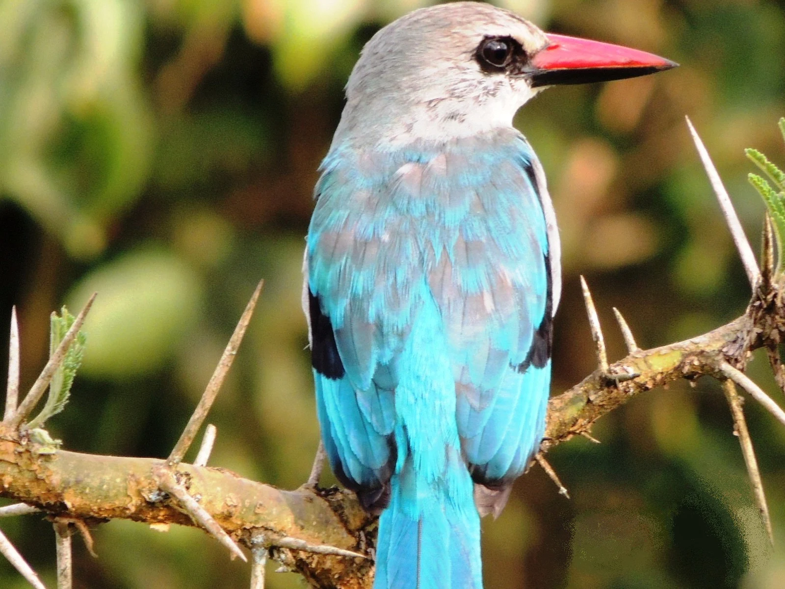 A woodland kingfisher perched on a thorny branch in Lake Mburo National Park