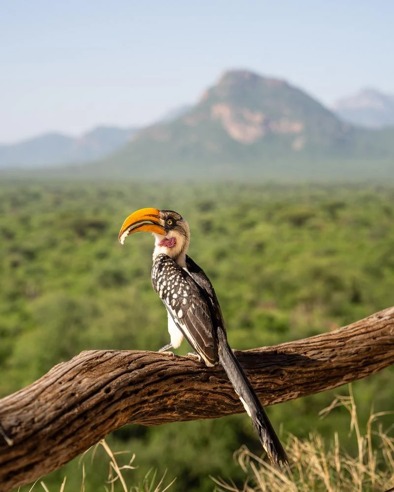 Bird perched on a bare branch