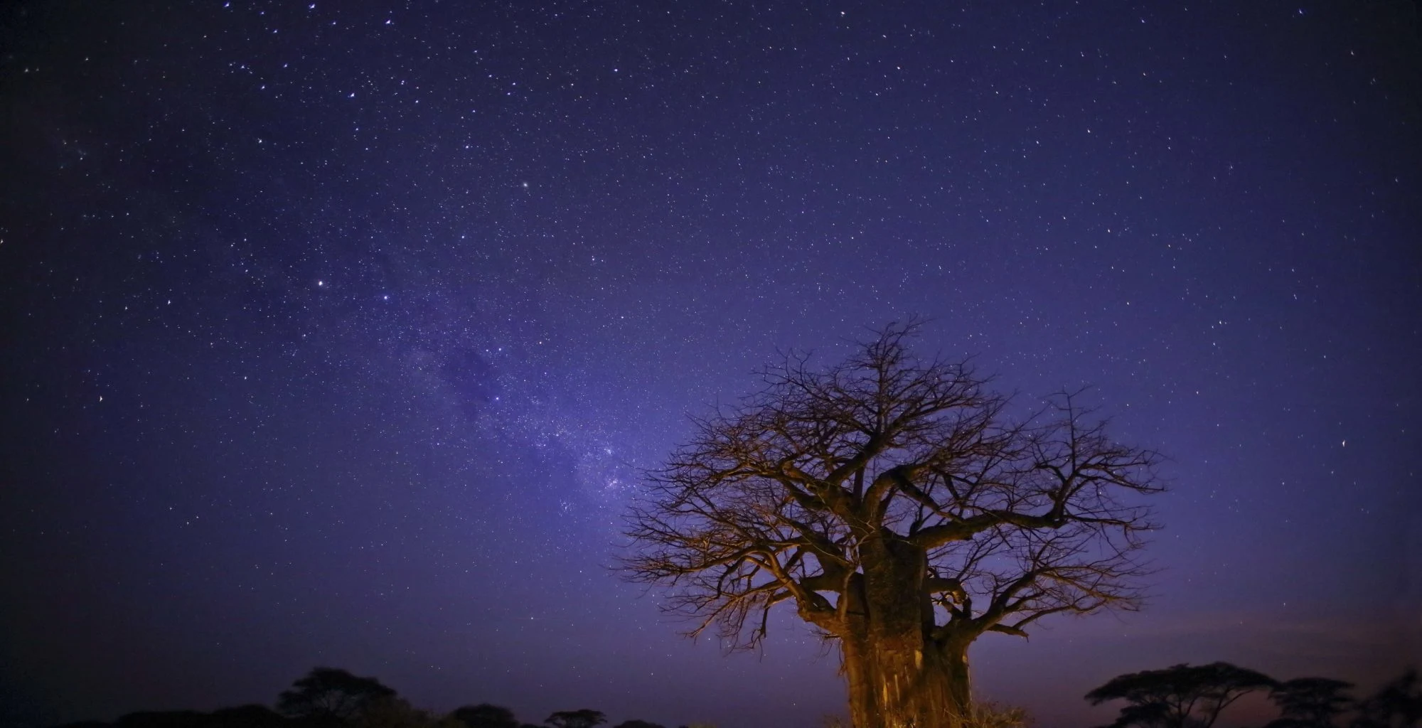 The Milky Way above a baobab tree at night in Ruaha