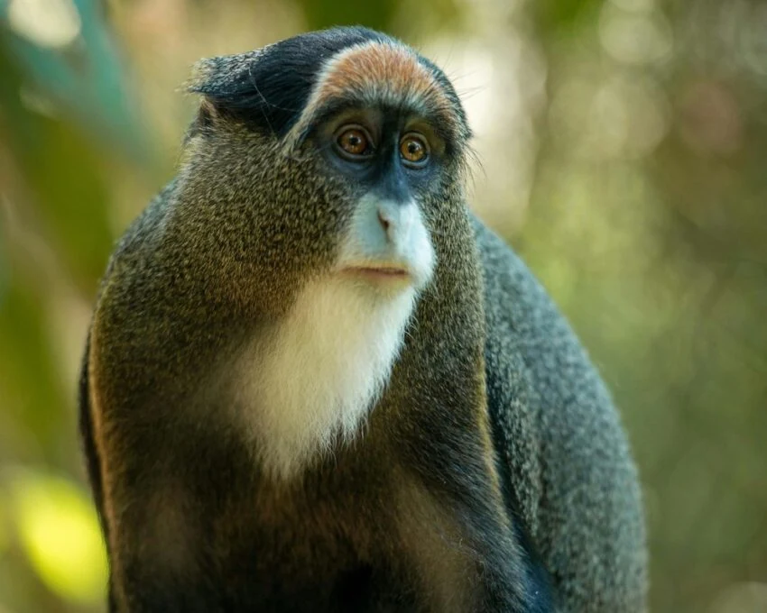 Guenon type monkey with a white beard and orange brow in soft light