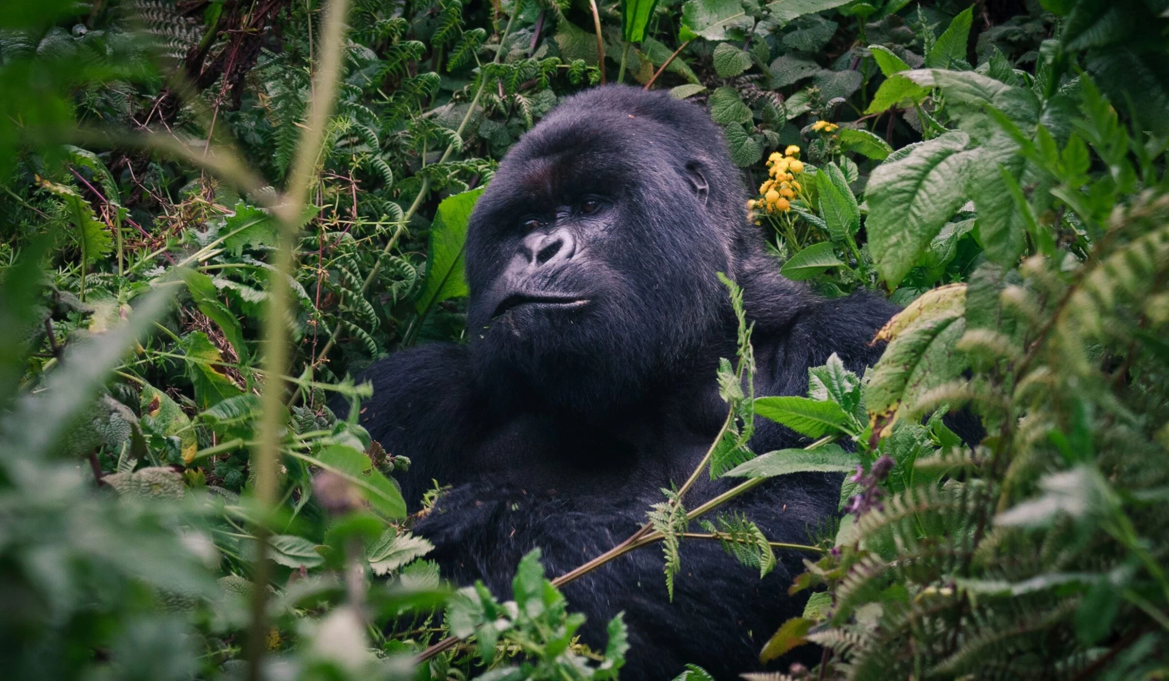 Mountain gorilla resting in green vegetation with a yellow flower