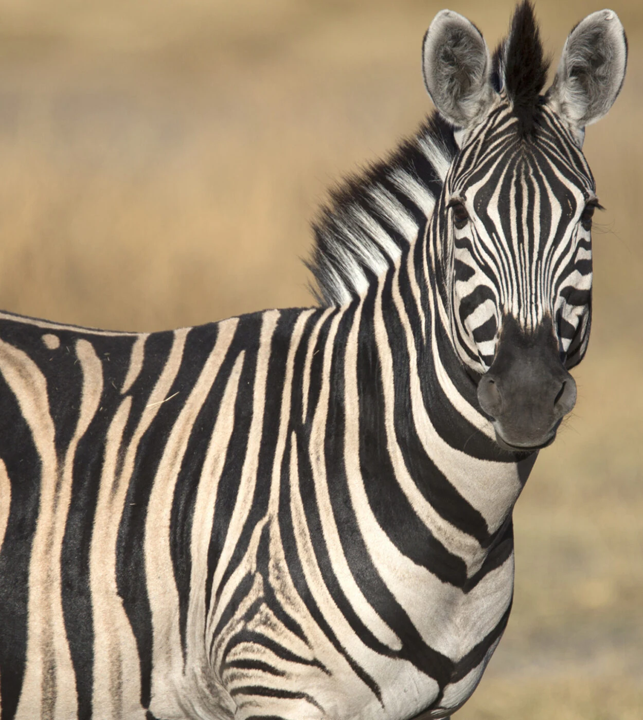 Zebra portrait looking at camera, tall frame