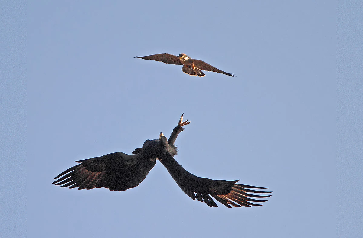 Two lanner falcons tussling in the air above the cliffs at Lake Baringo