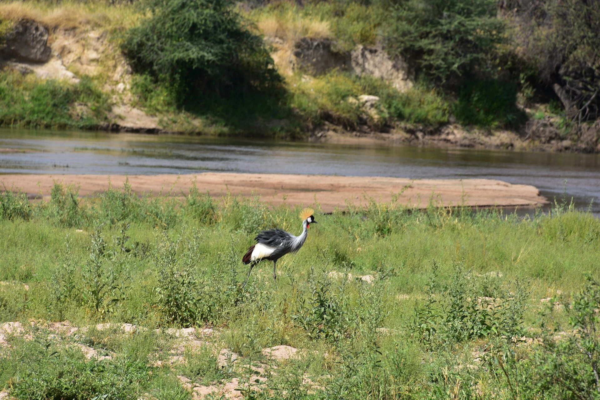 A grey crowned crane walking on a riverbank in Ruaha National Park