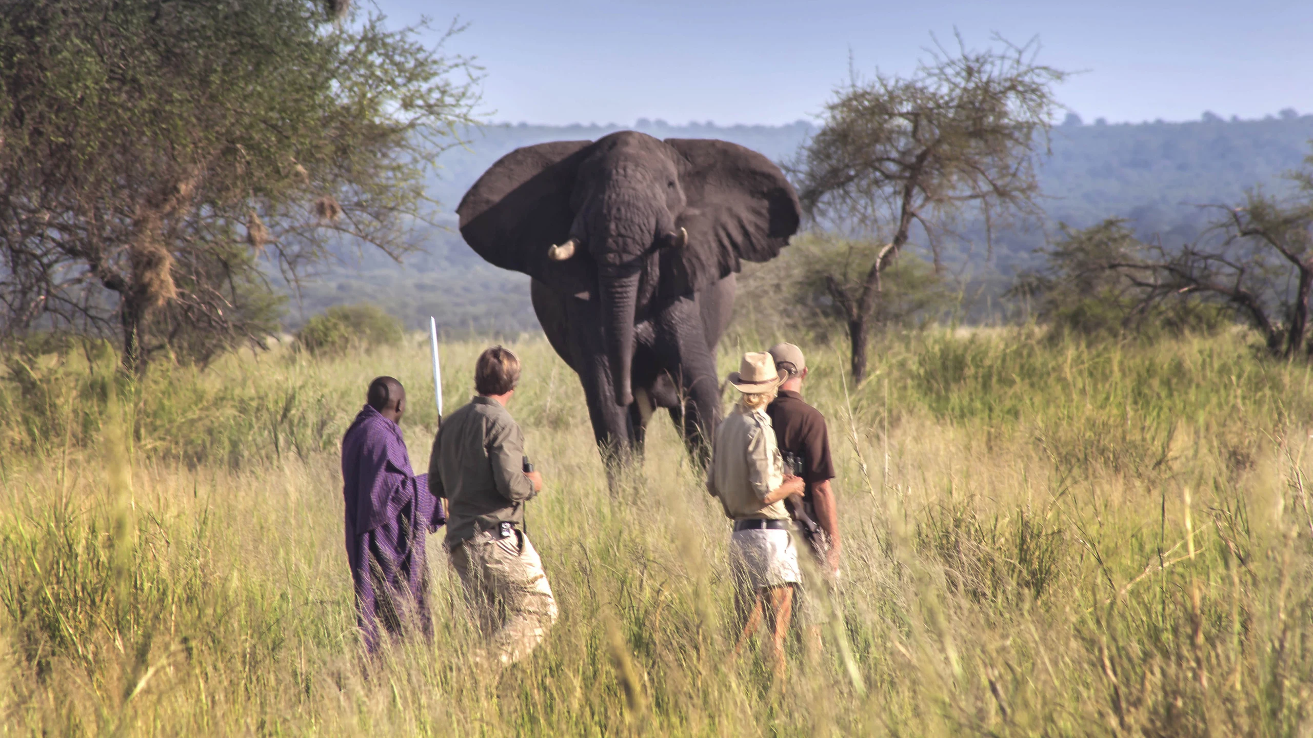 Walkers with a guide watching an elephant on foot near Tarangire
