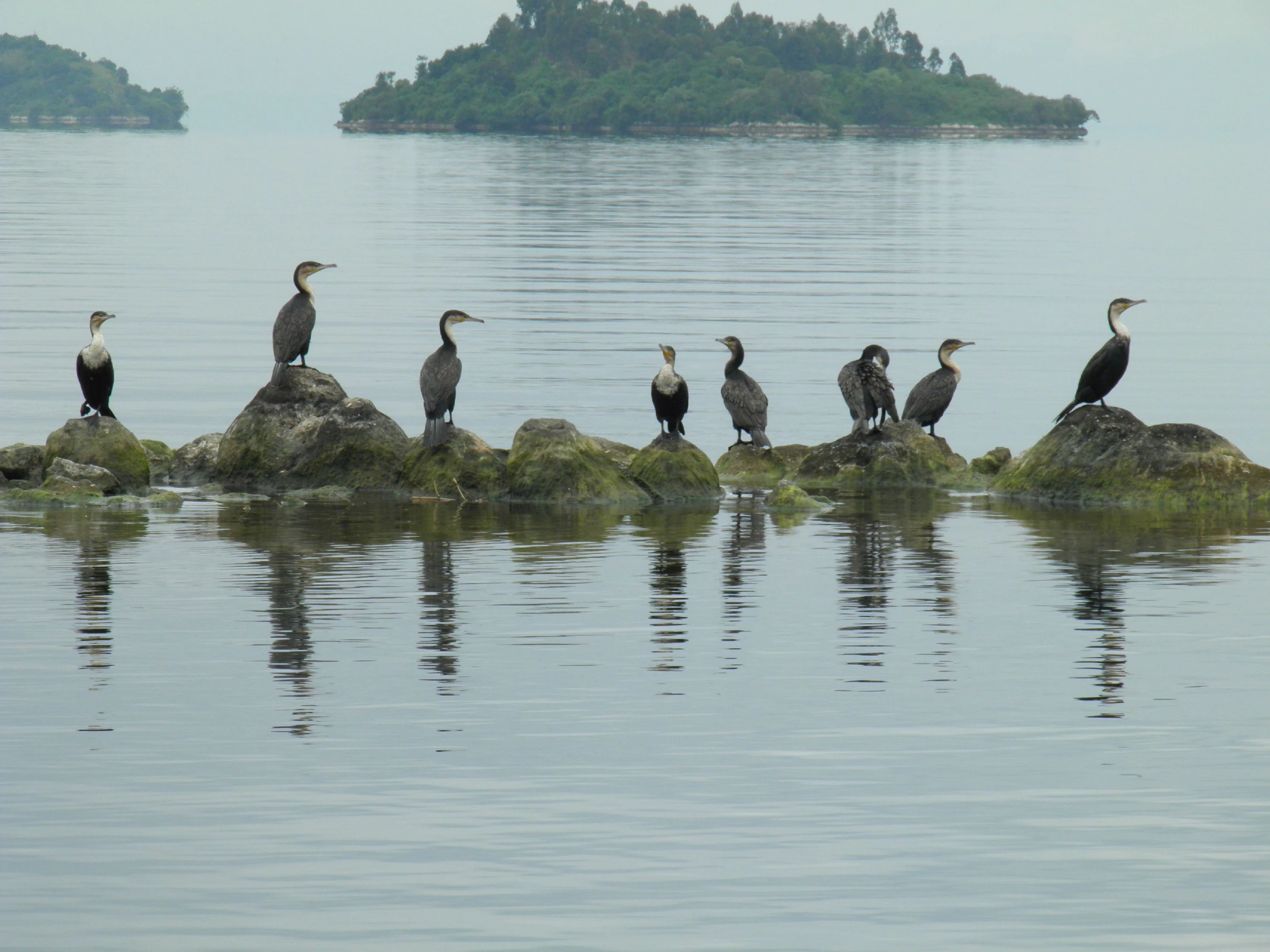 Cormorants perched on rocks in calm water off a wooded Lake Kivu island