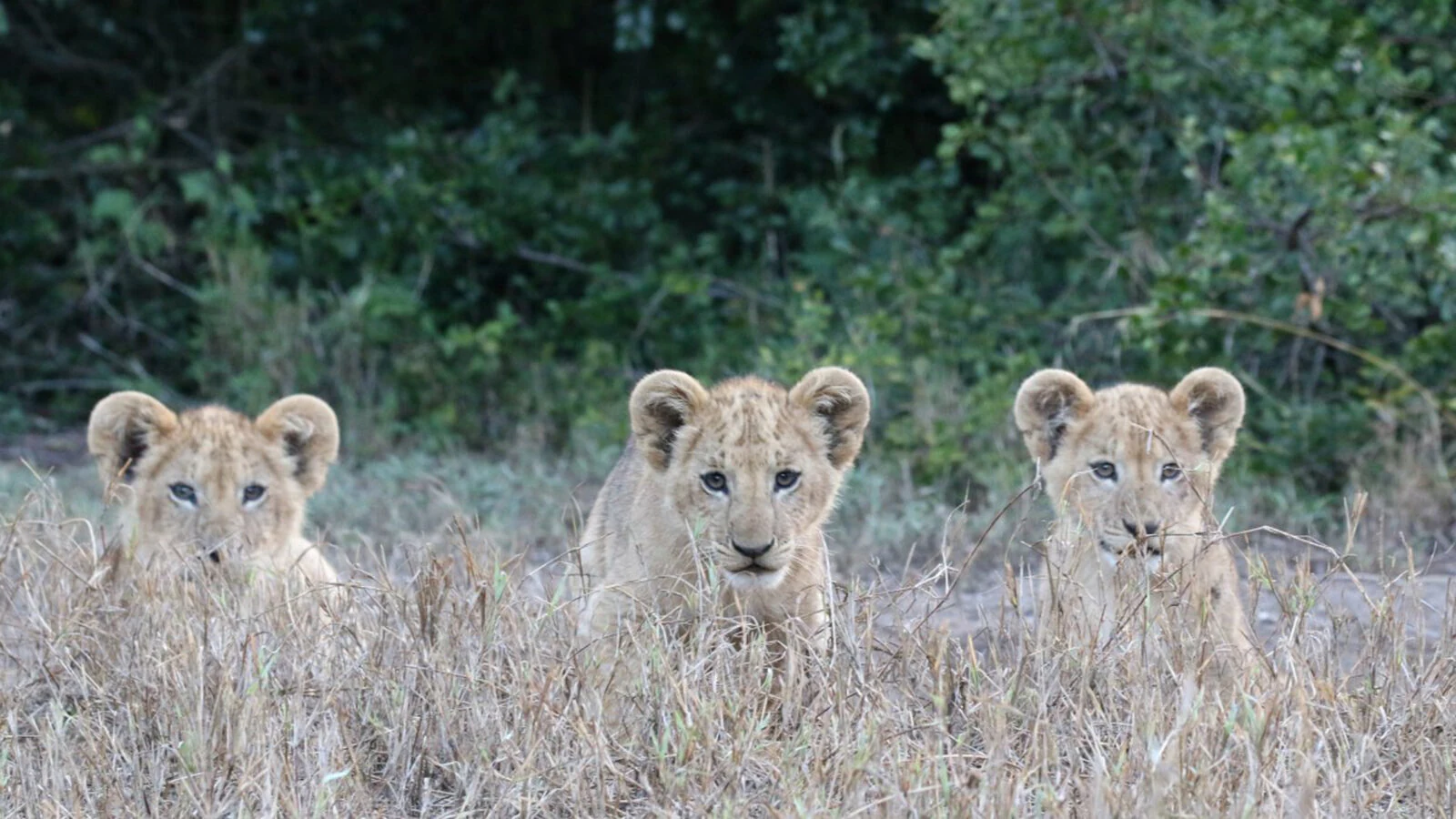 Three lion cubs peeking over dry grass