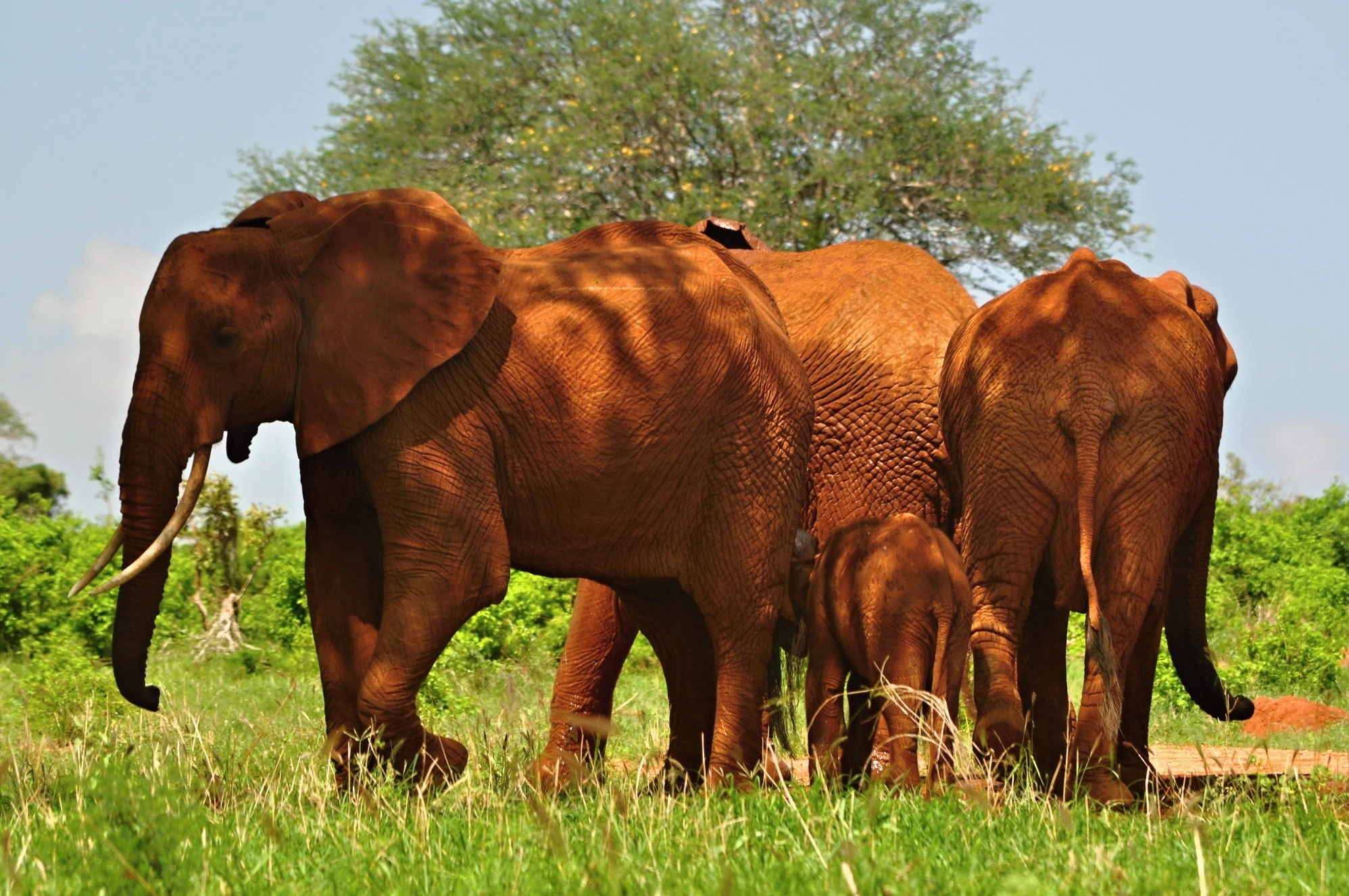 A family of red-dusted elephants in Tsavo East