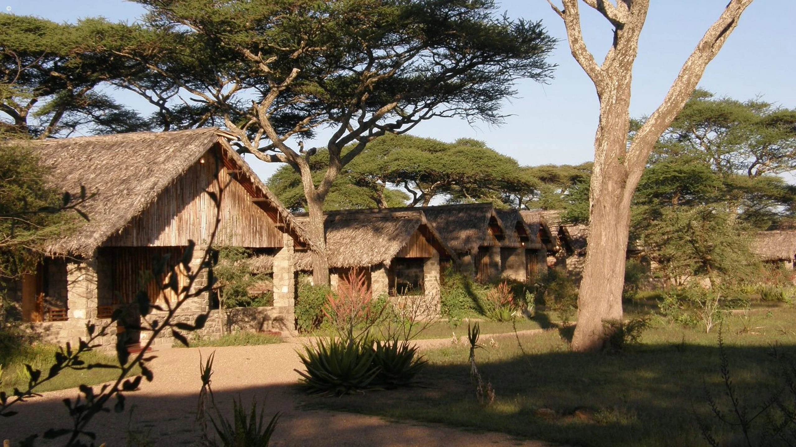 Thatched cottages among trees at Ndutu Safari Lodge