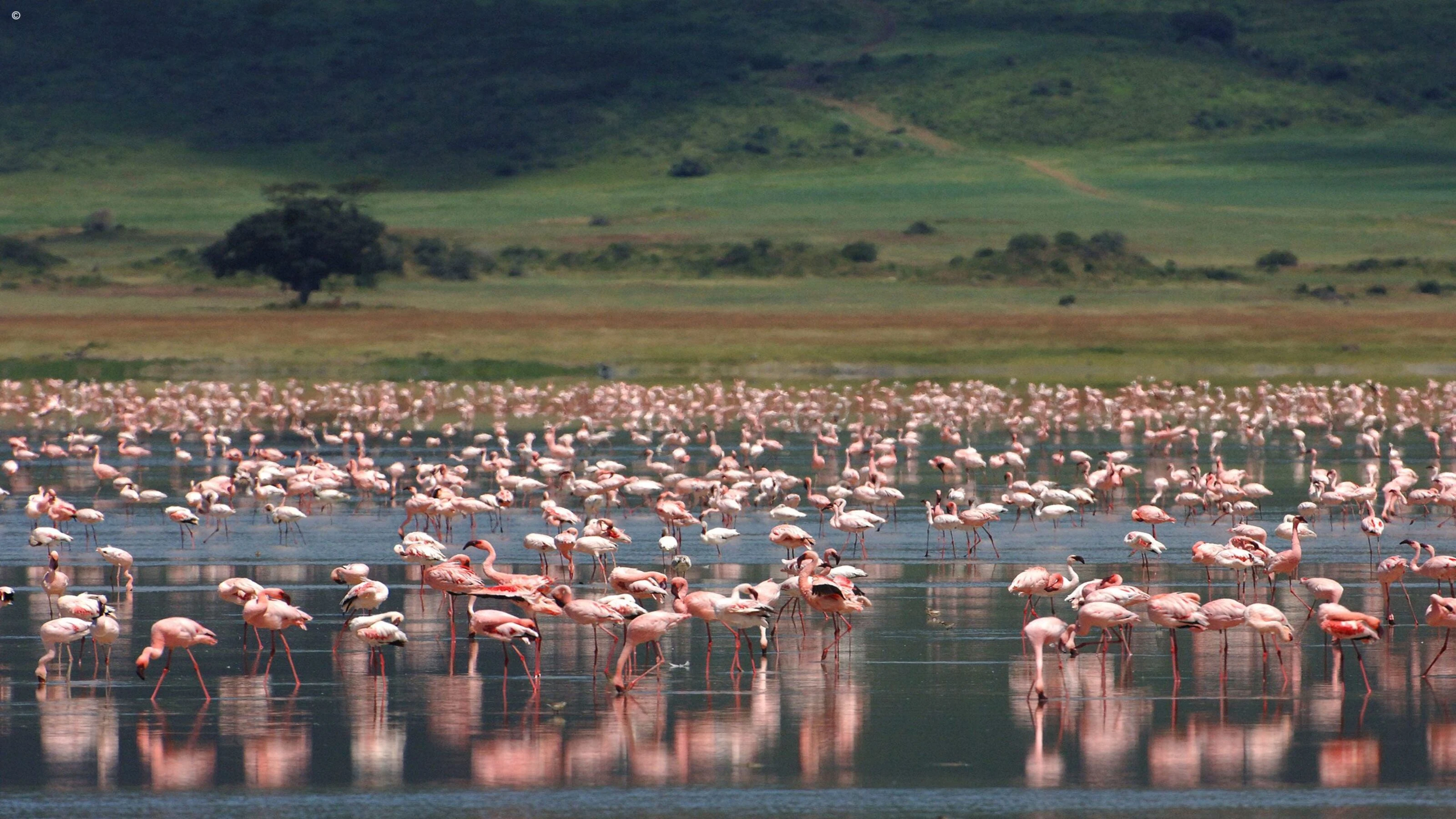 Large flock of flamingos on a lake below green crater hills