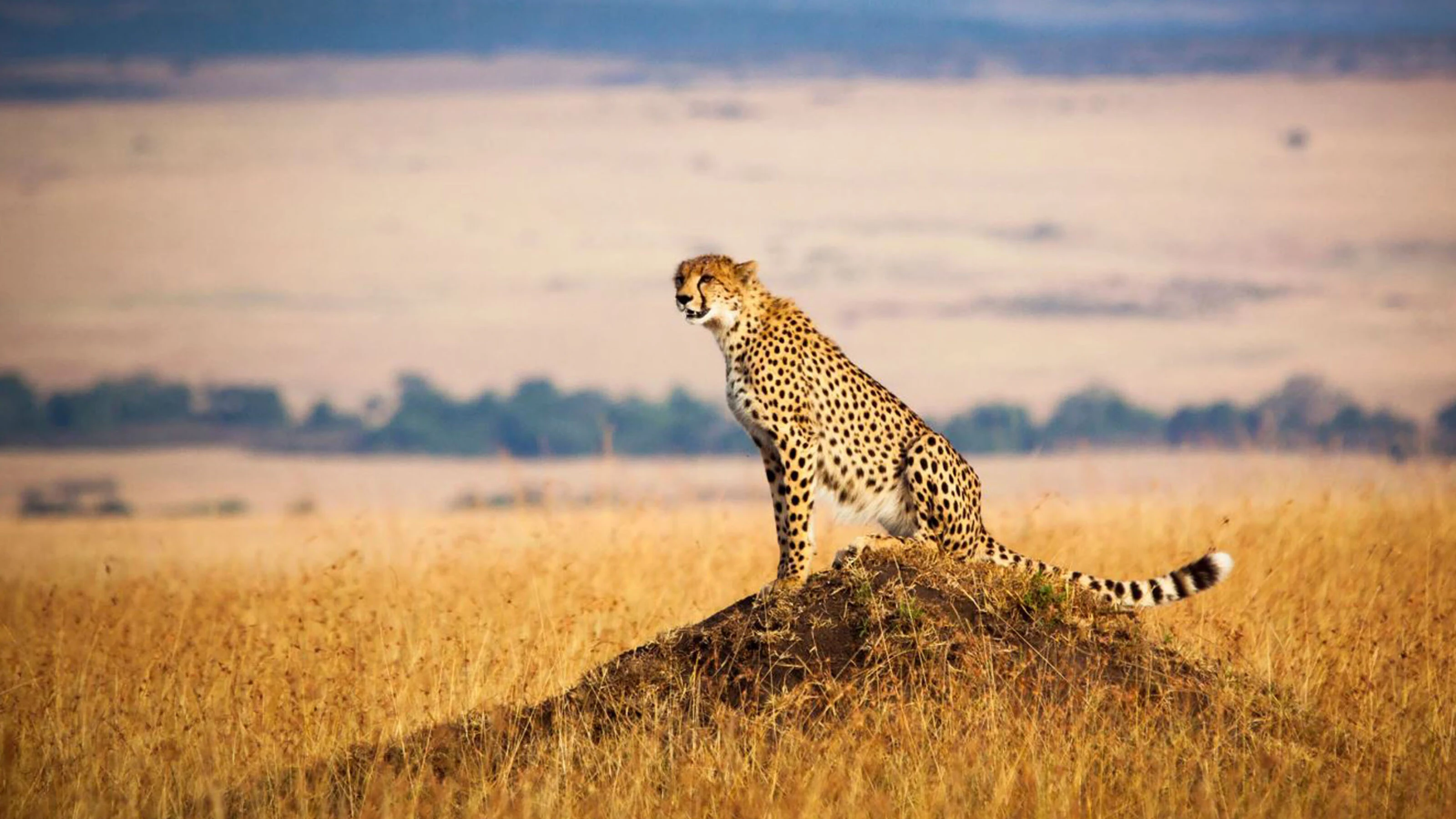 Cheetah perched on a mound surveying golden plains