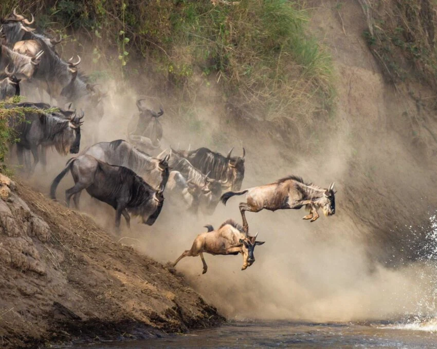 Wildebeest leaping down a bank into a river in a cloud of dust