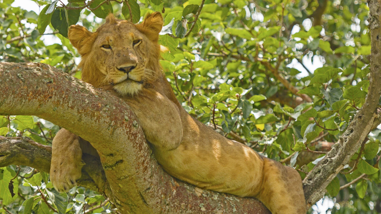 A lioness lying along a thick tree branch in Queen Elizabeth National Park