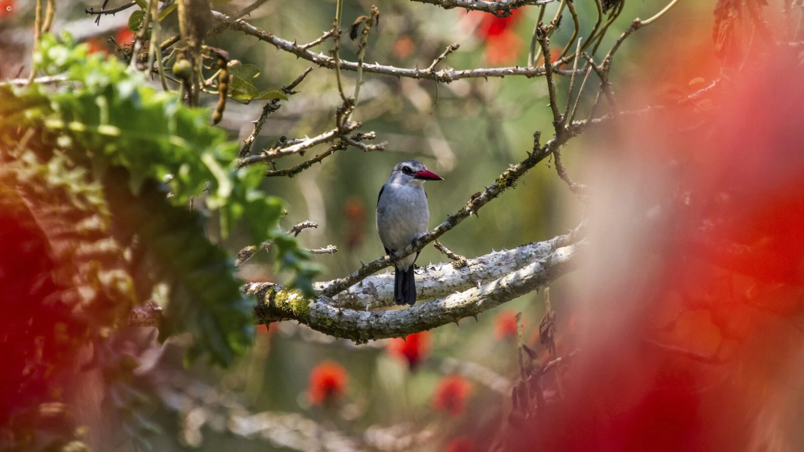 Small kingfisher on a branch among blurred red flowers