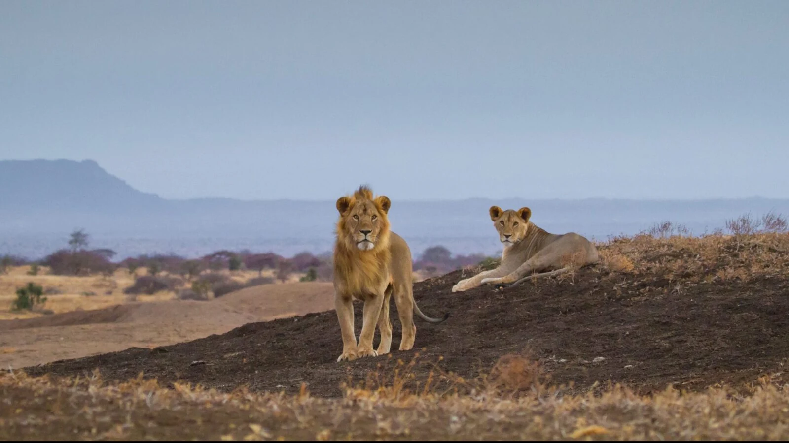 Male lion standing and lioness lying on a rise, hazy hills behind