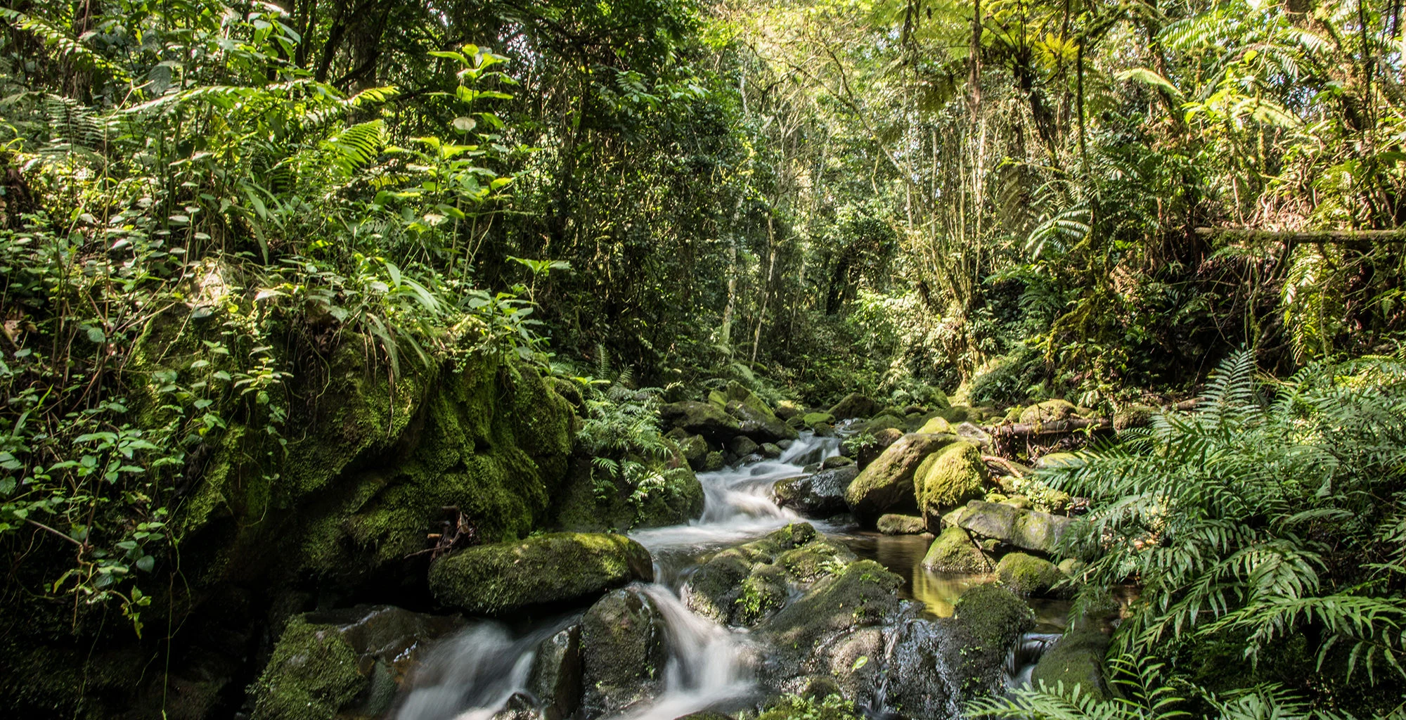 A rocky stream running through dense rainforest in Bwindi Impenetrable National Park