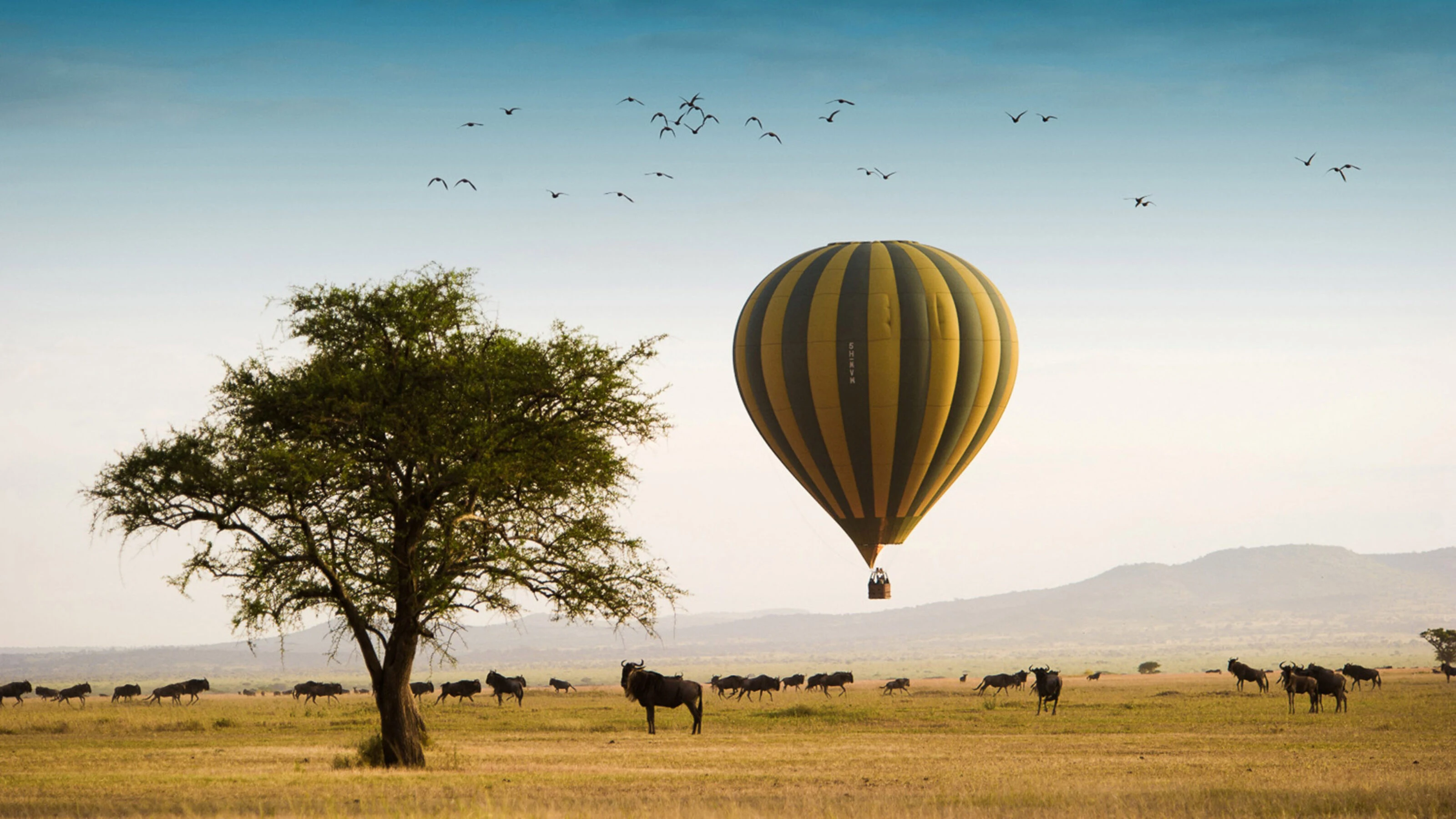 Striped hot air balloon beside a lone tree over wildebeest plain