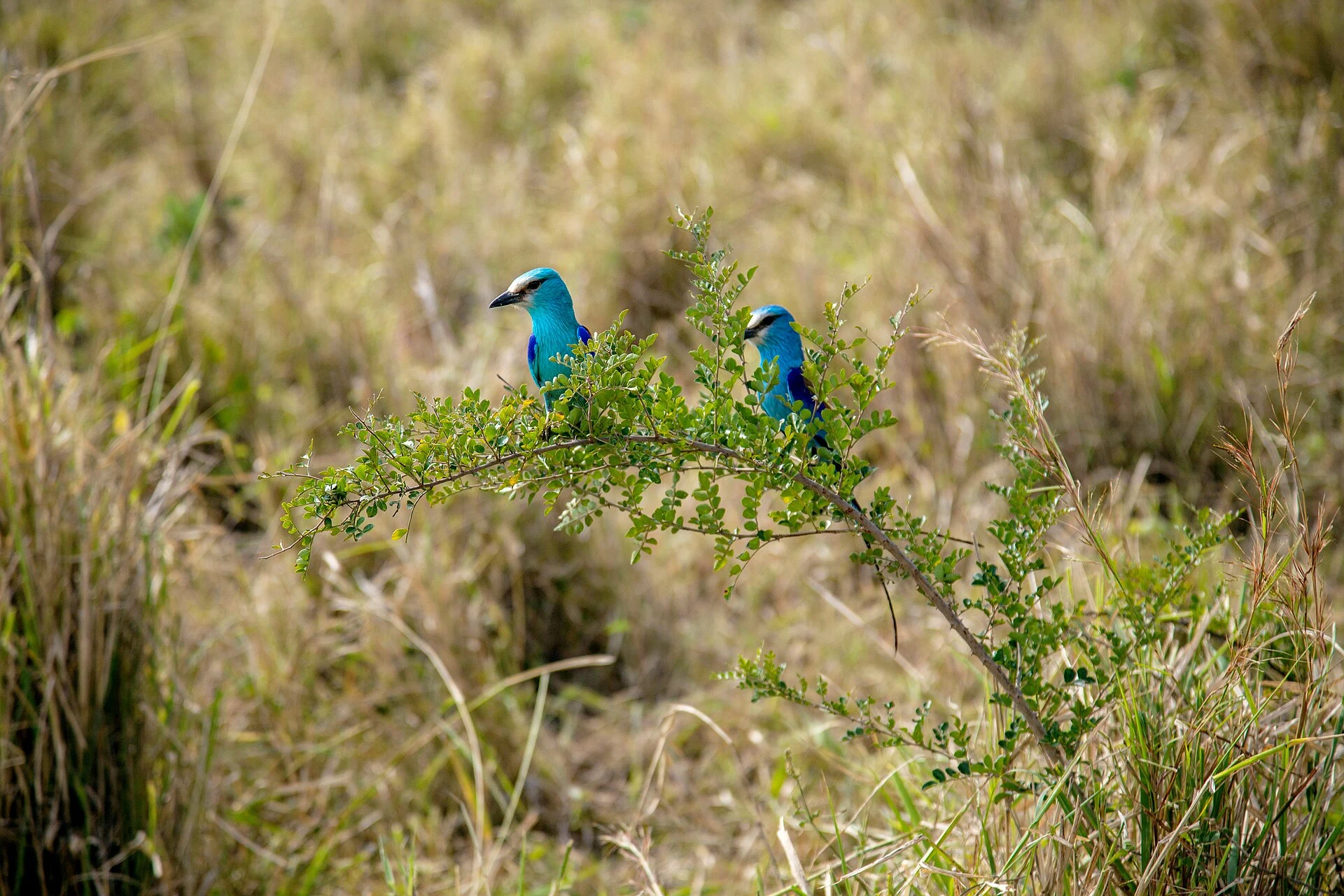 Two Abyssinian rollers perched on a shrub in Kidepo Valley National Park