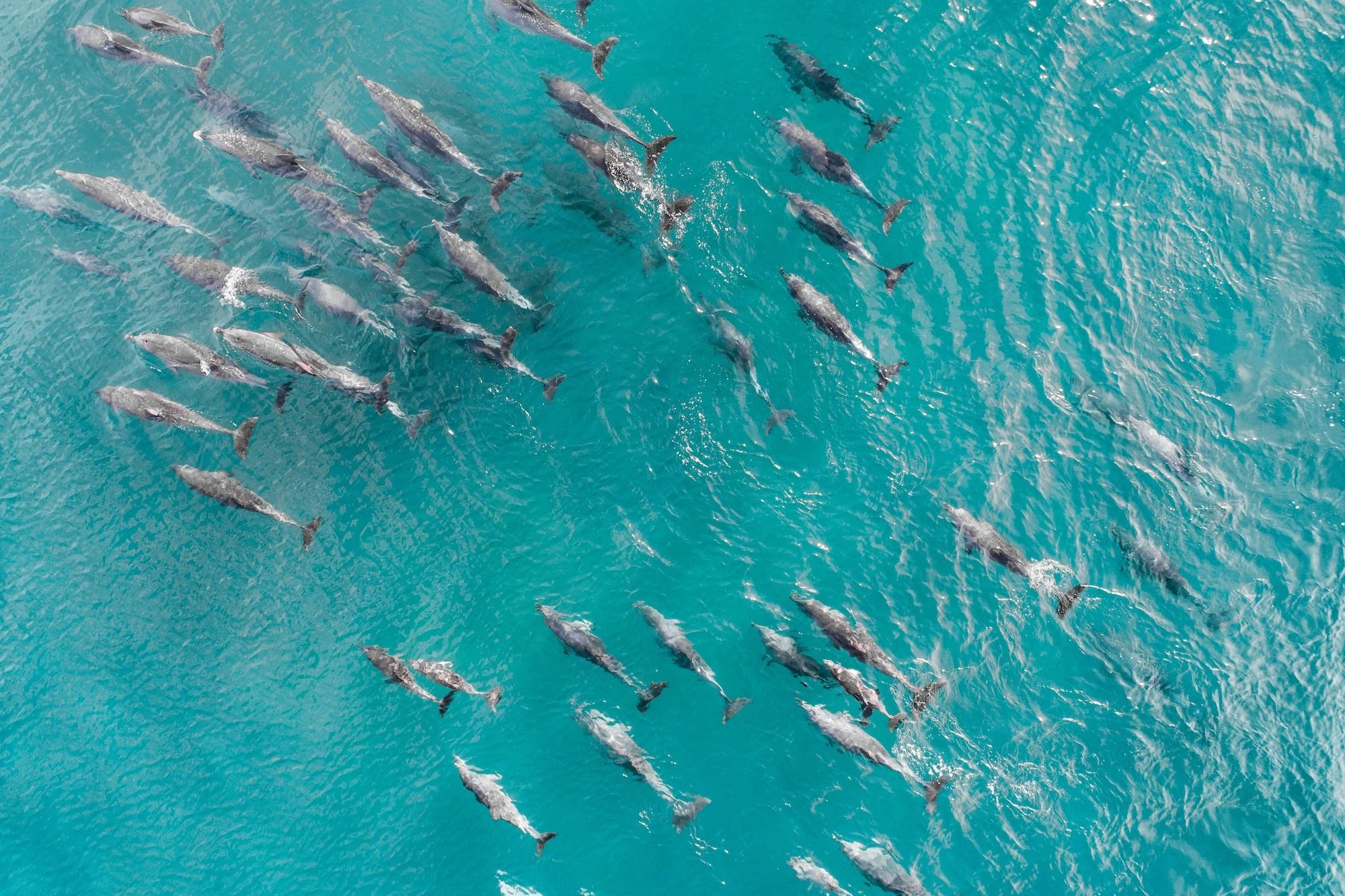 Aerial of a pod of dolphins in clear turquoise water