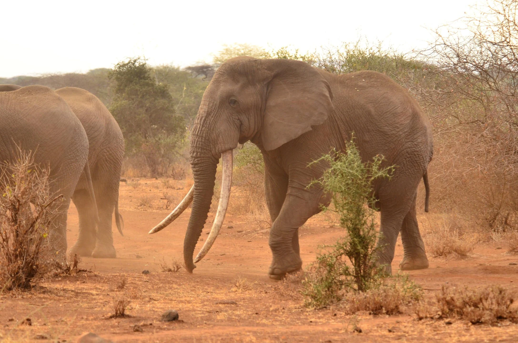 Tusked elephants in red dust