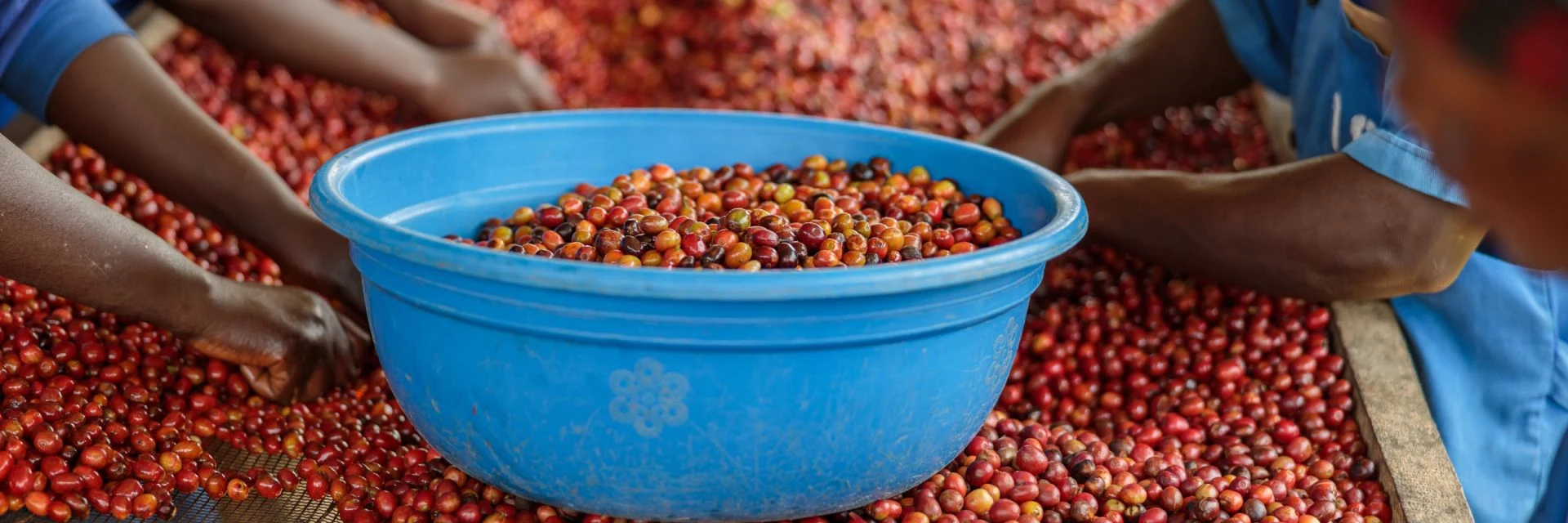 Workers sorting freshly picked red coffee cherries into a blue basin