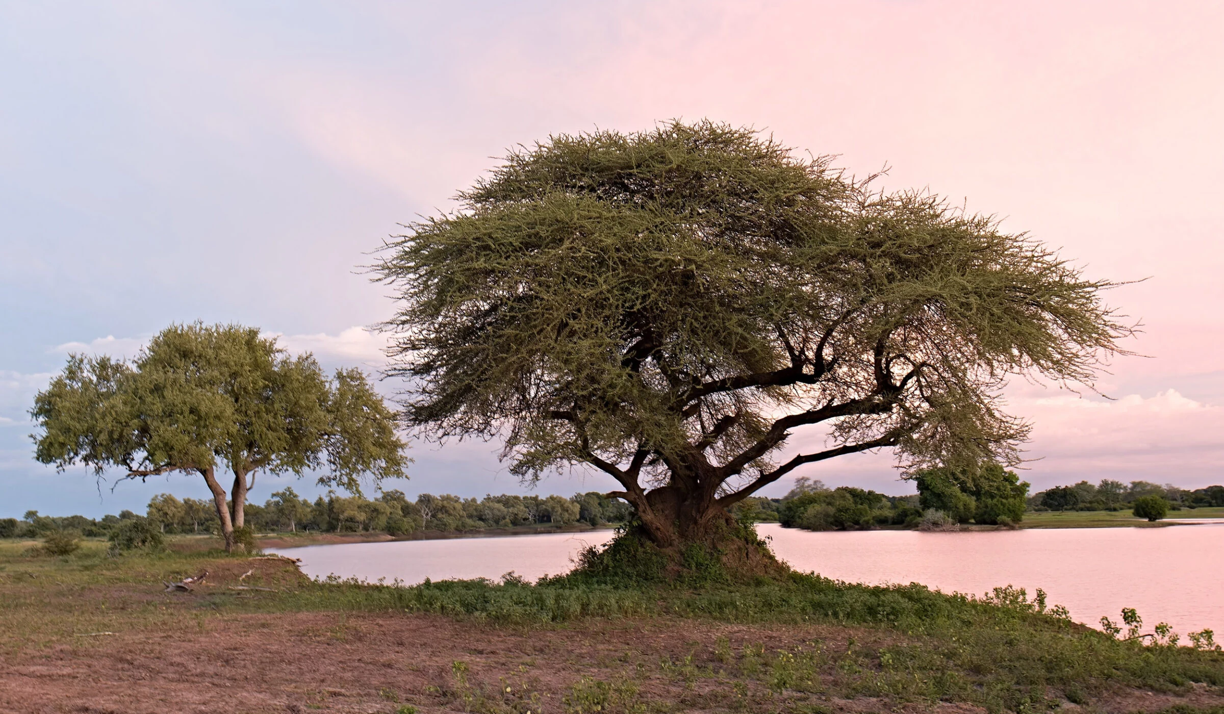 Lone acacia tree beside a calm lake under a pink dusk sky