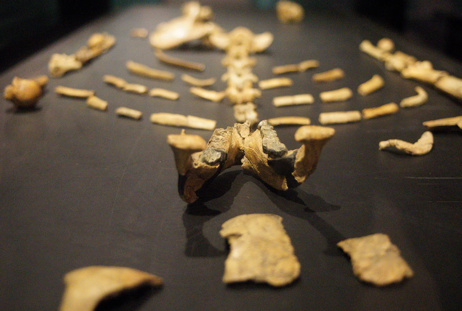 Fossil bones of the Lucy skeleton displayed at the National Museum of Ethiopia.