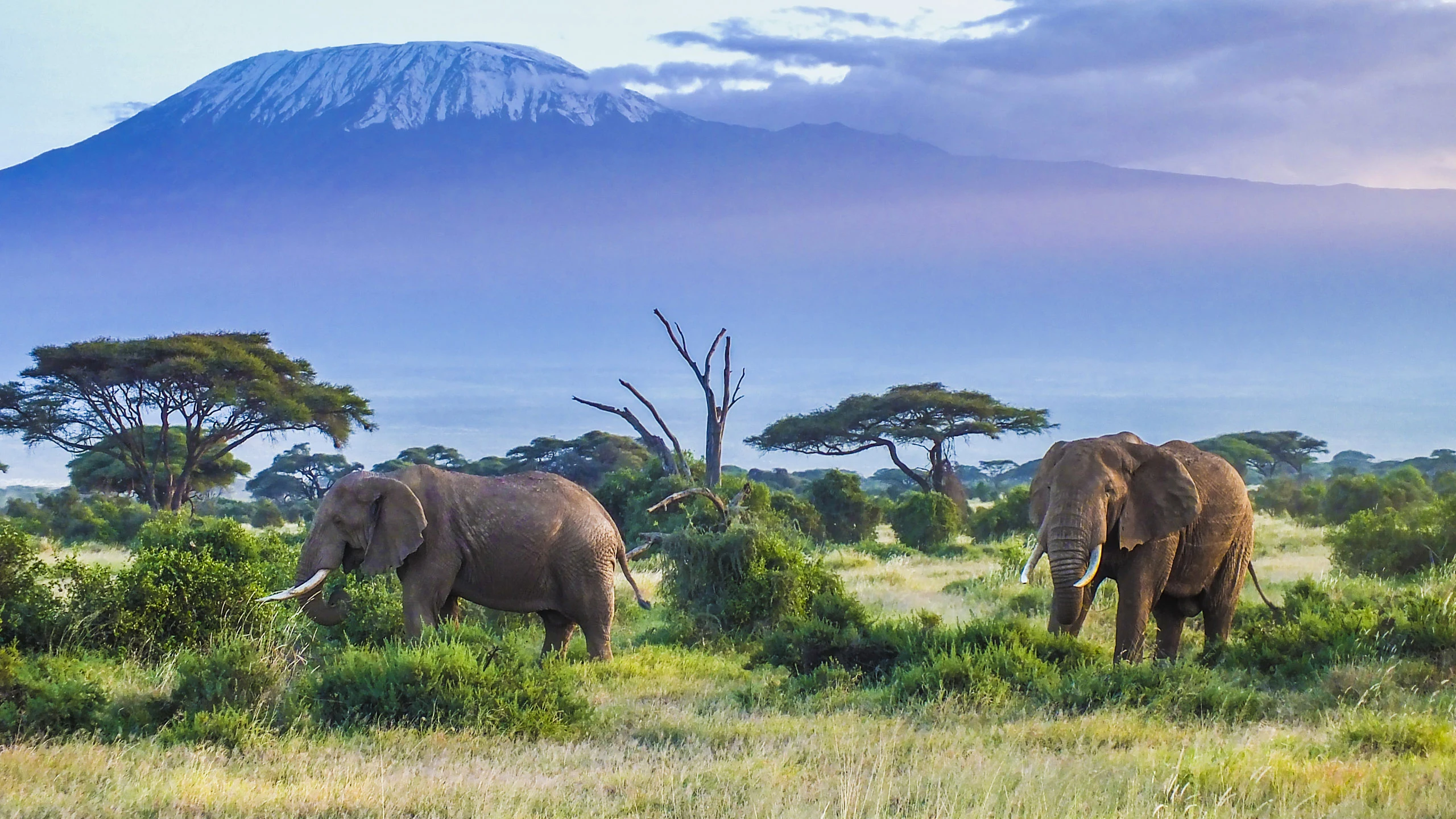 Two elephants among green bush with Kilimanjaro rising behind