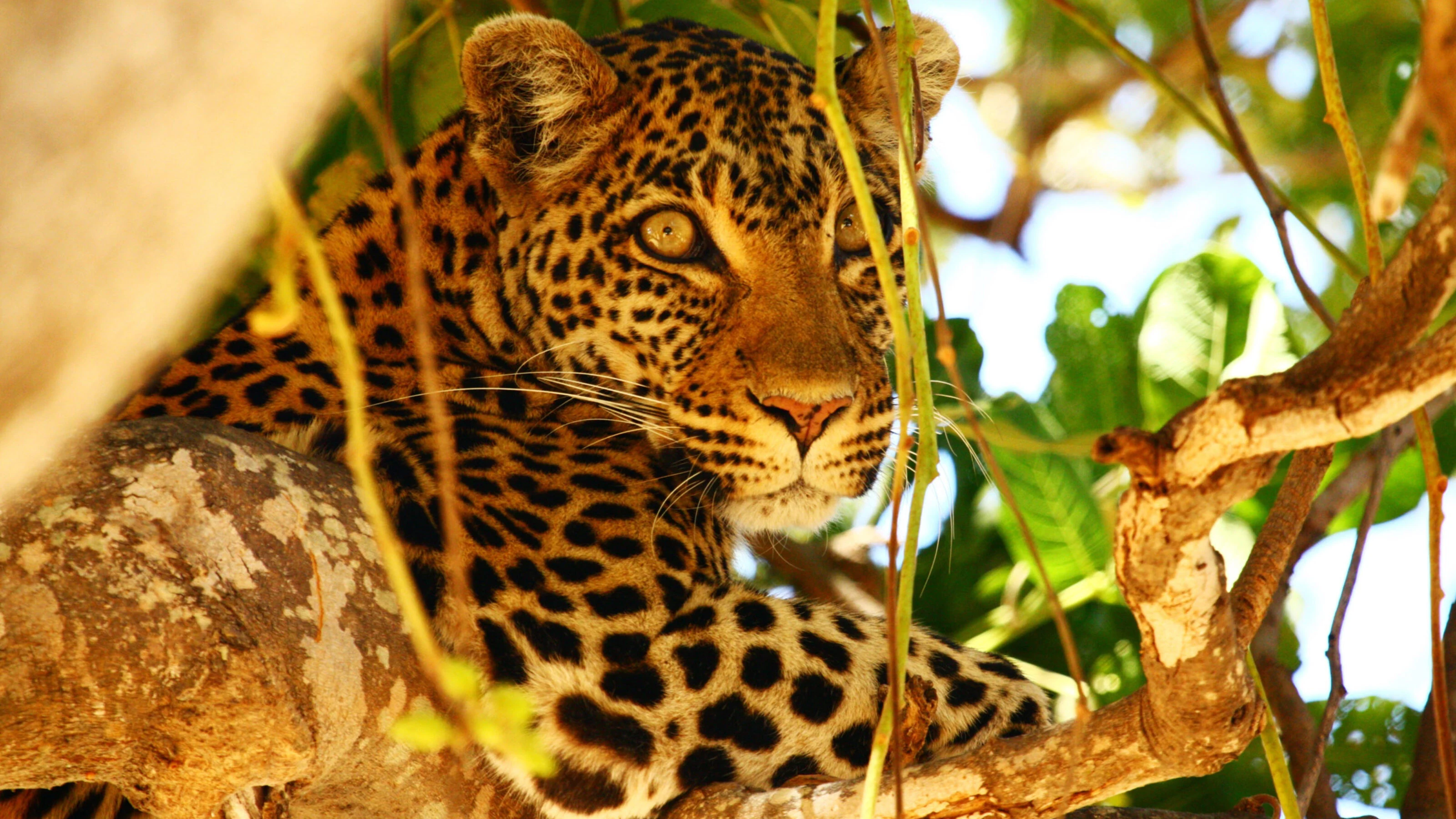 Leopard peering through branches and leaves, sharp eyes